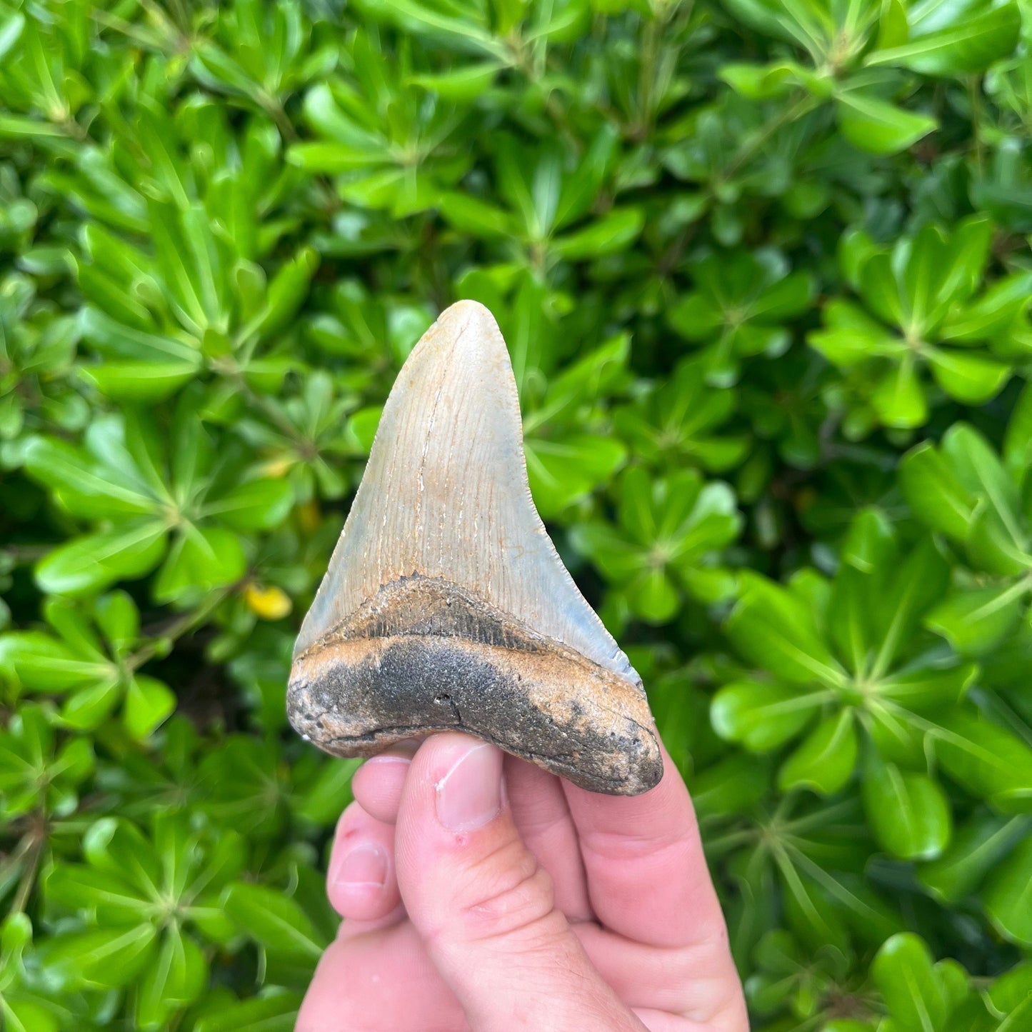 Authentic Megalodon Shark Tooth