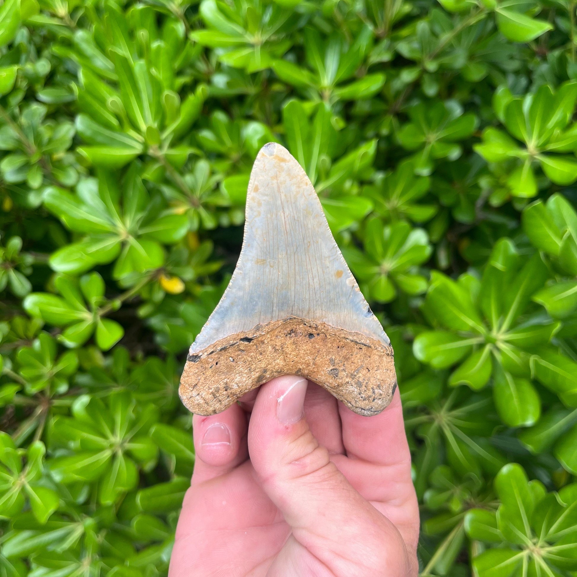 Authentic Megalodon Shark Tooth