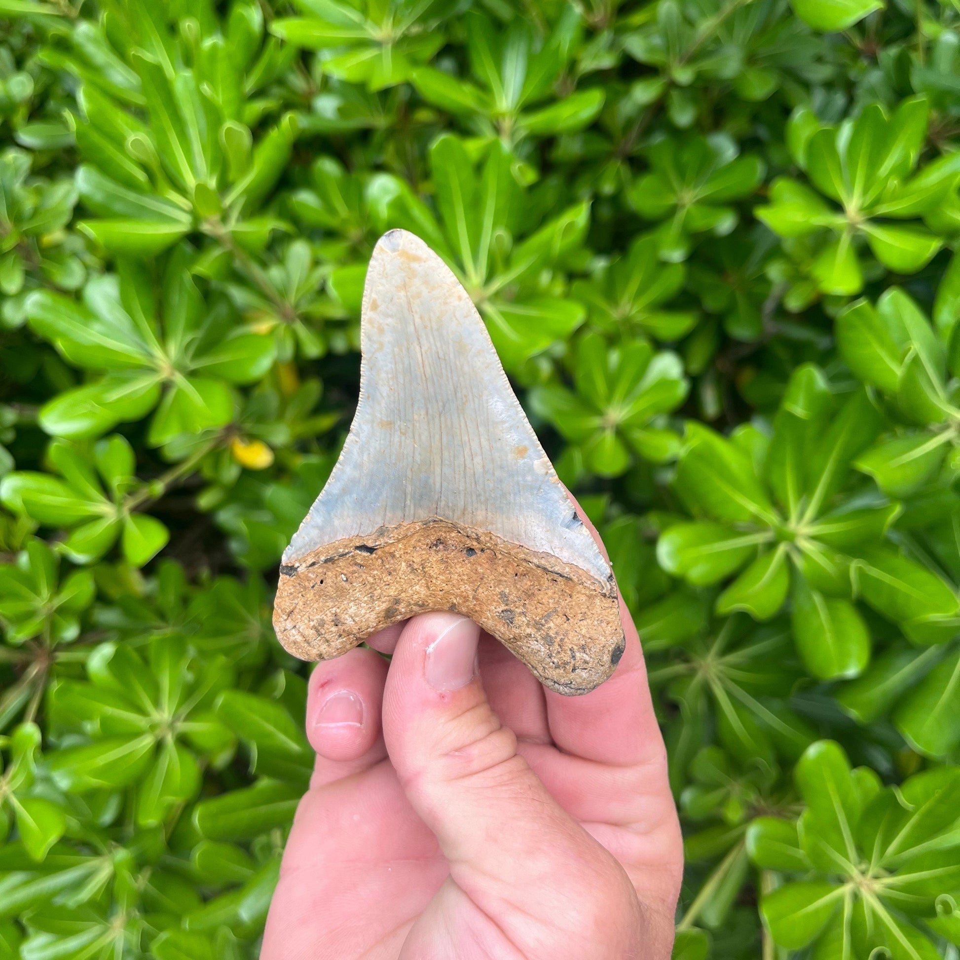 Authentic Megalodon Shark Tooth