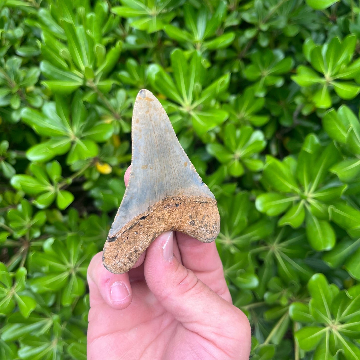 Authentic Megalodon Shark Tooth