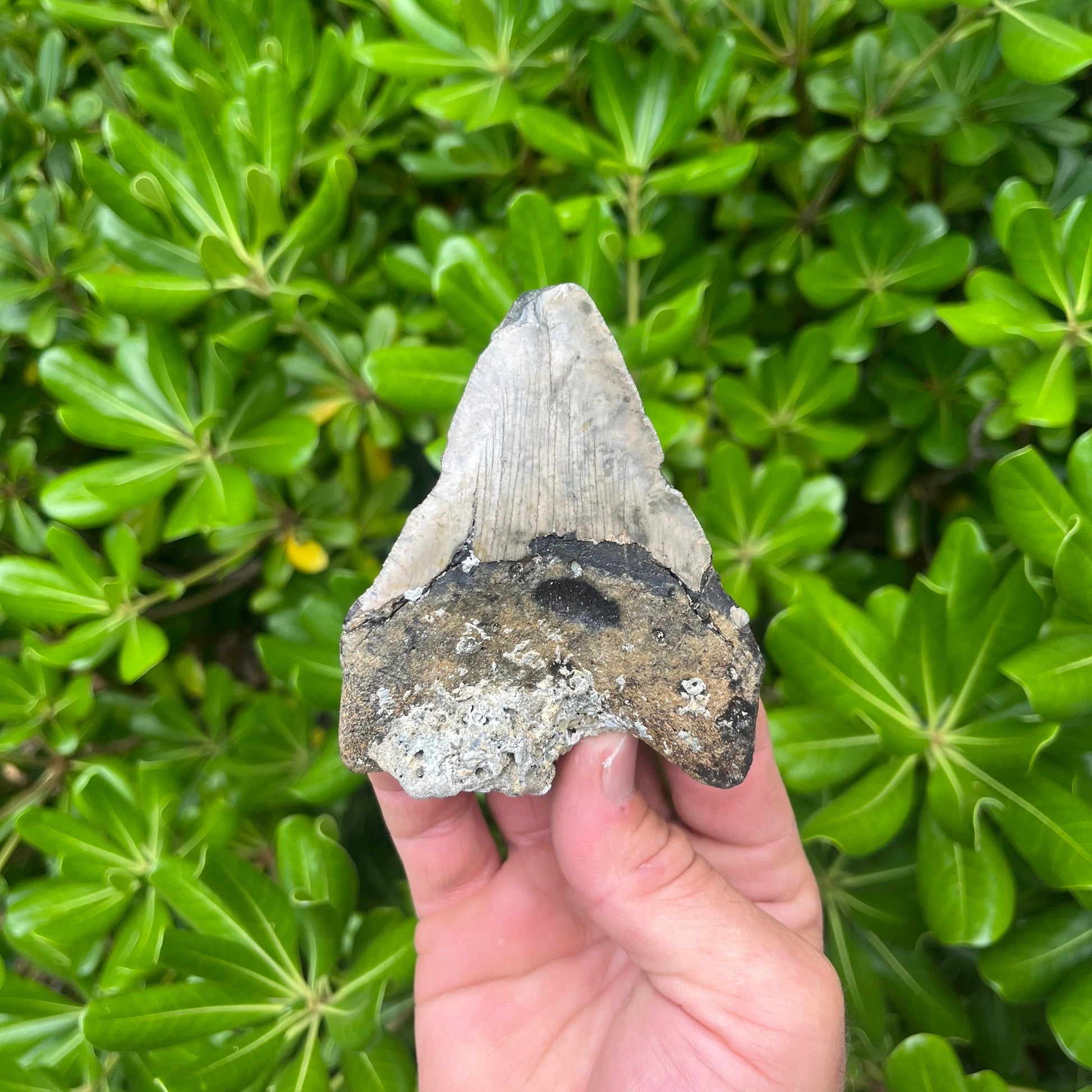 Authentic Megalodon Shark Tooth