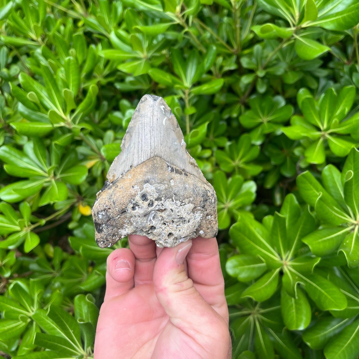 Authentic Megalodon Shark Tooth