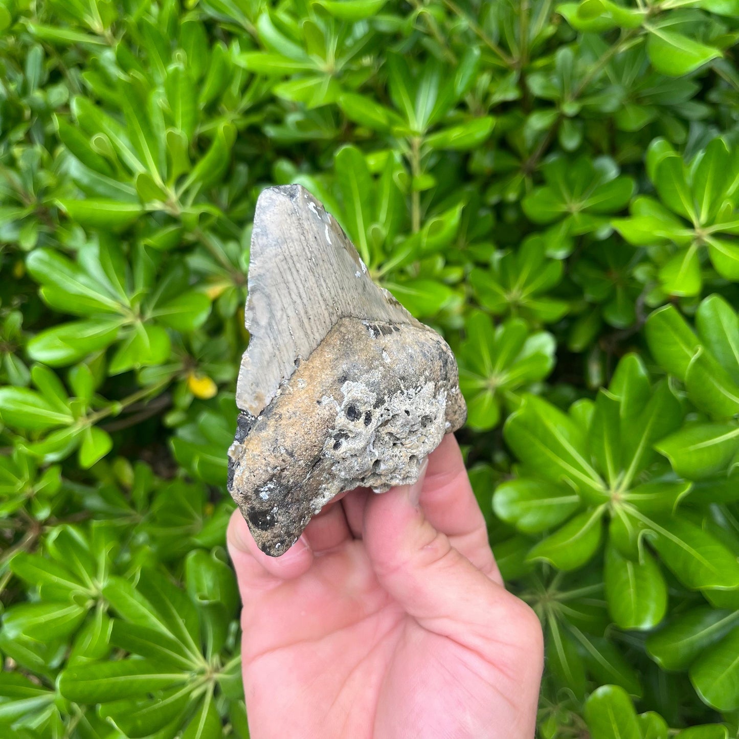 Authentic Megalodon Shark Tooth