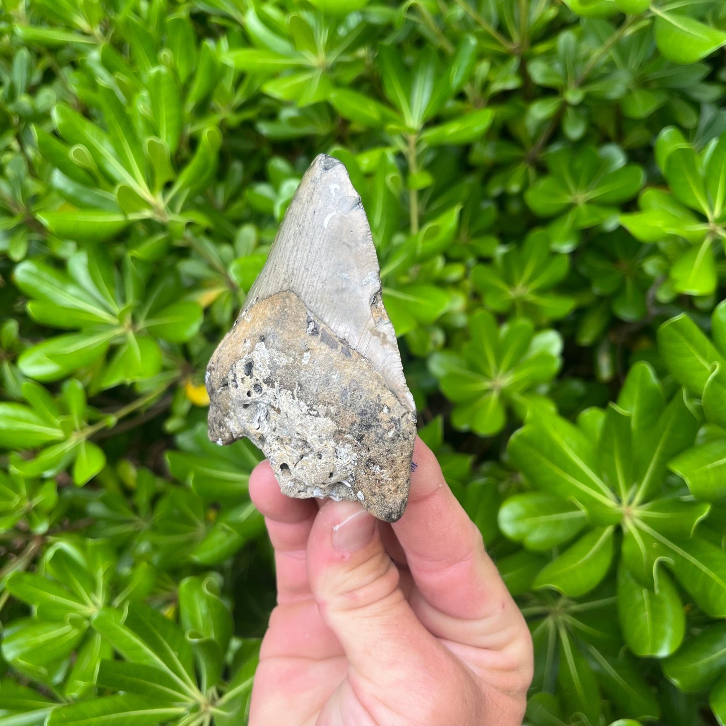 Authentic Megalodon Shark Tooth