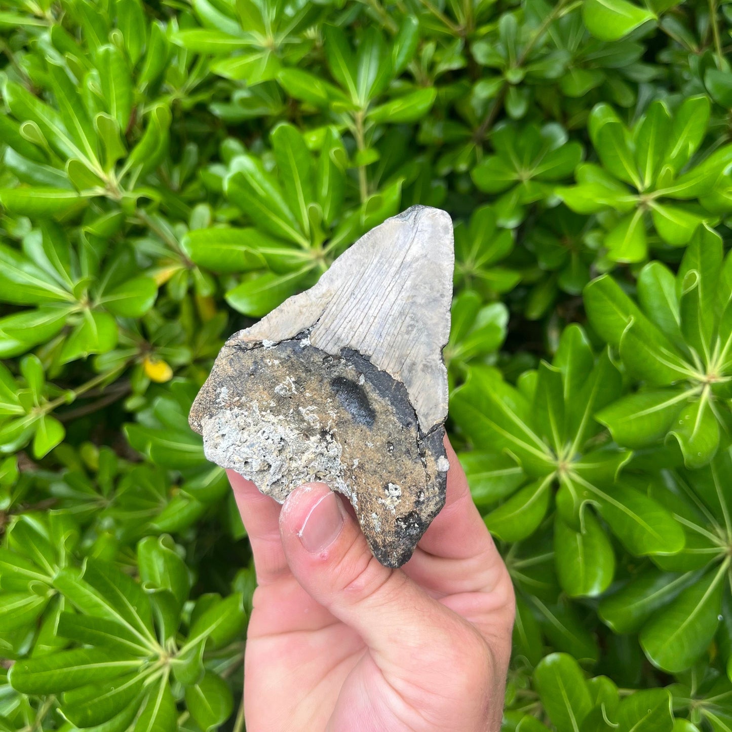 Authentic Megalodon Shark Tooth