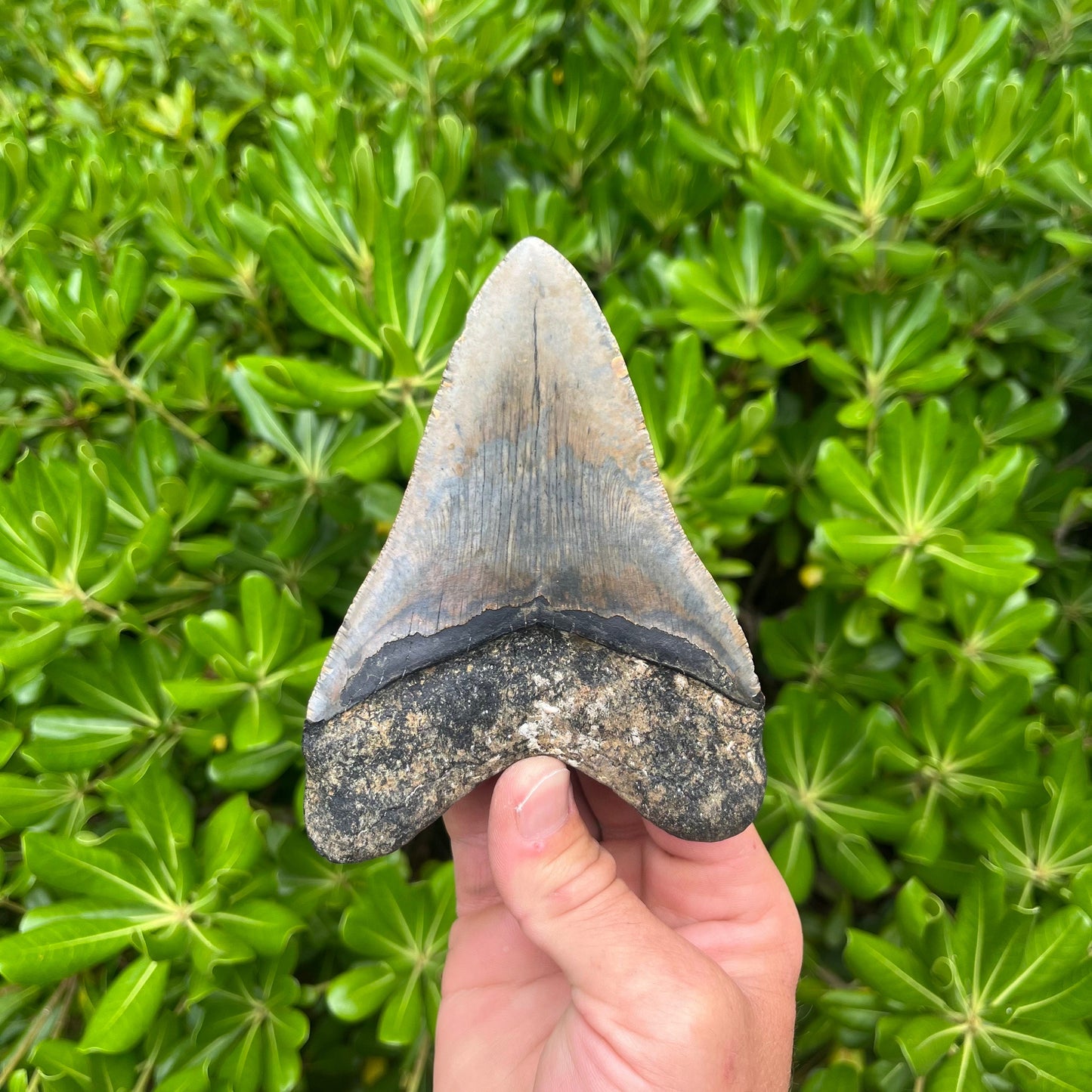 Authentic Megalodon Shark Tooth