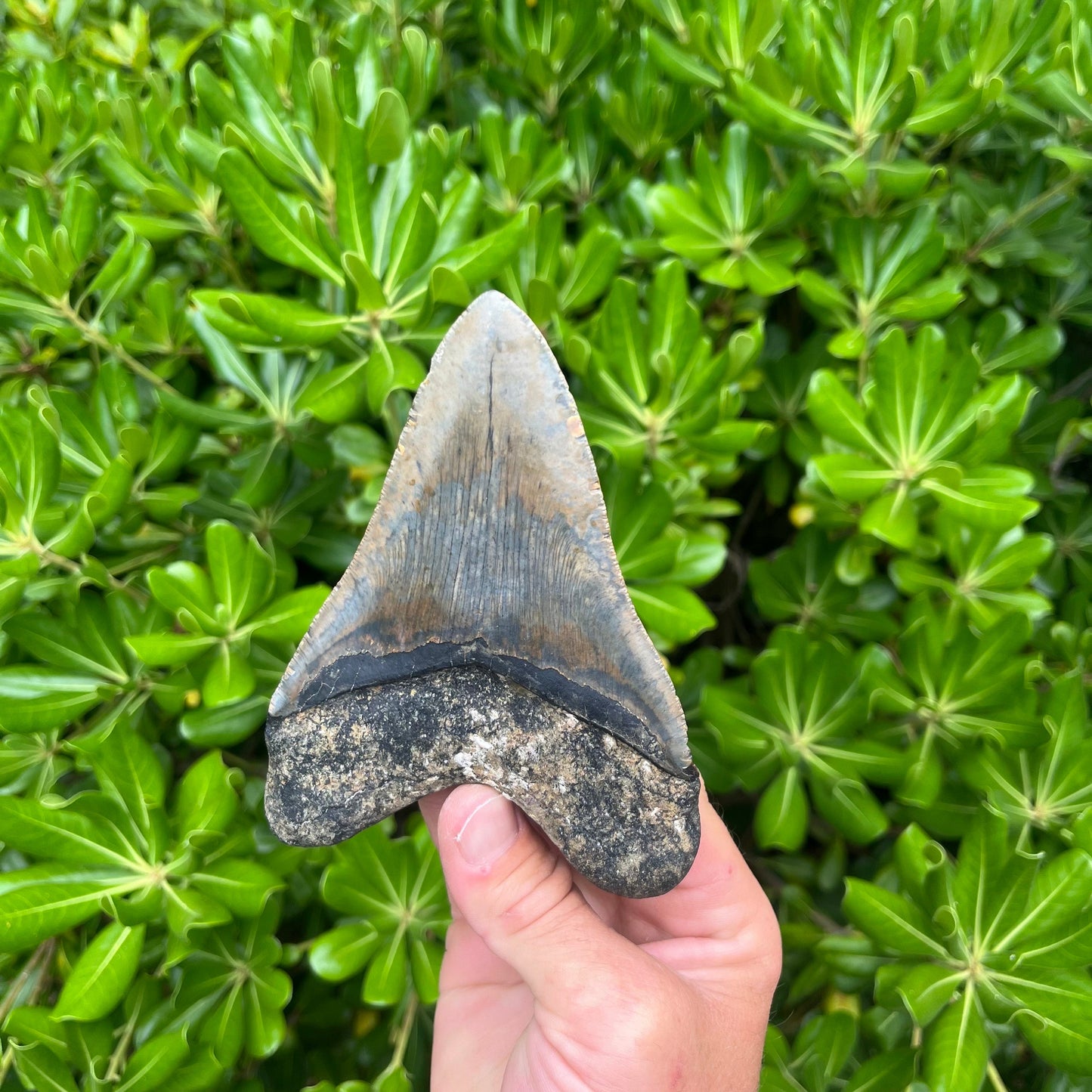 Authentic Megalodon Shark Tooth