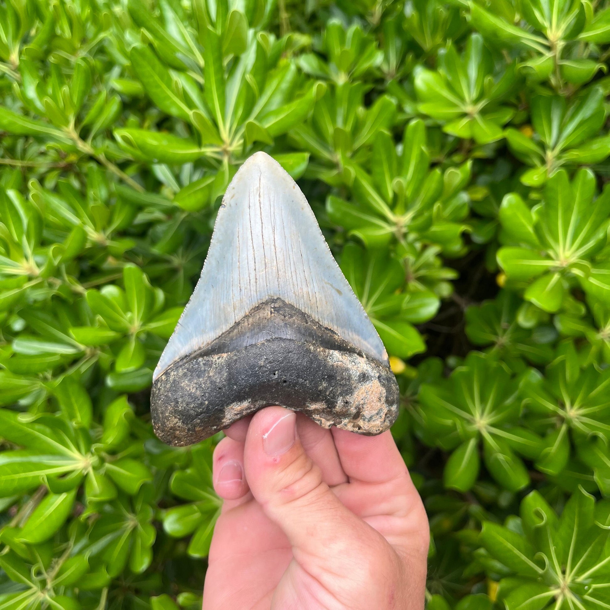 Authentic Megalodon Shark Tooth