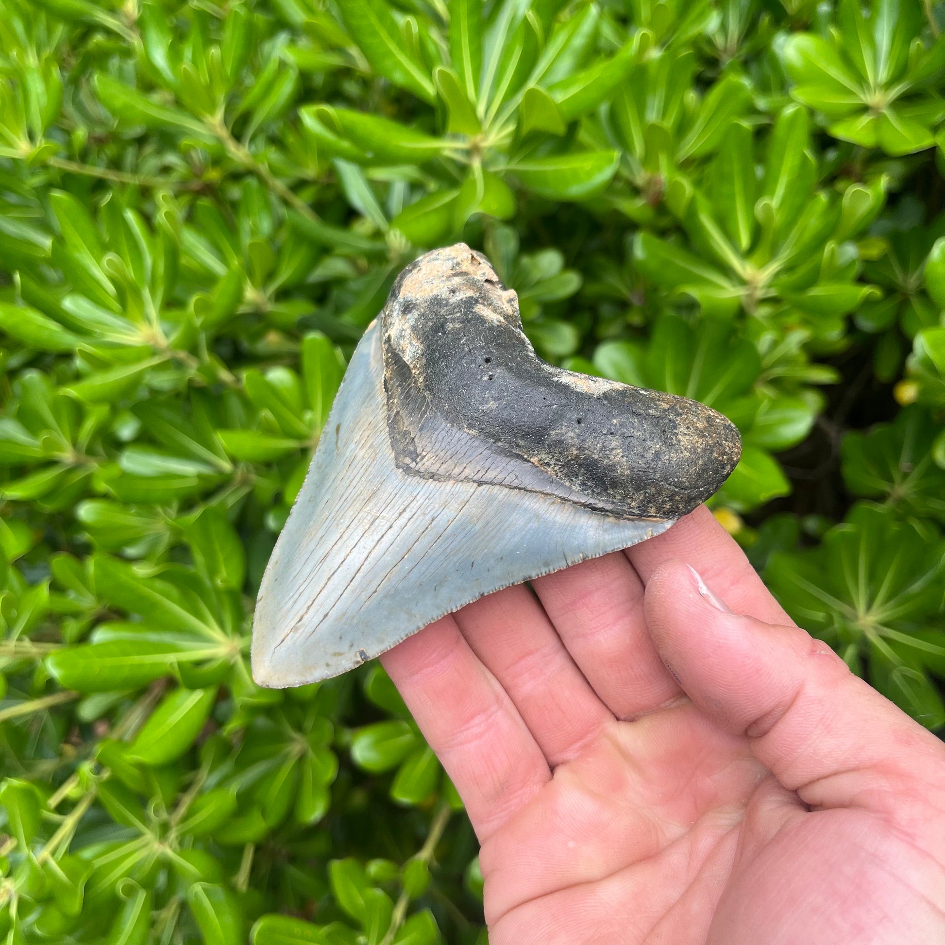 Authentic Megalodon Shark Tooth