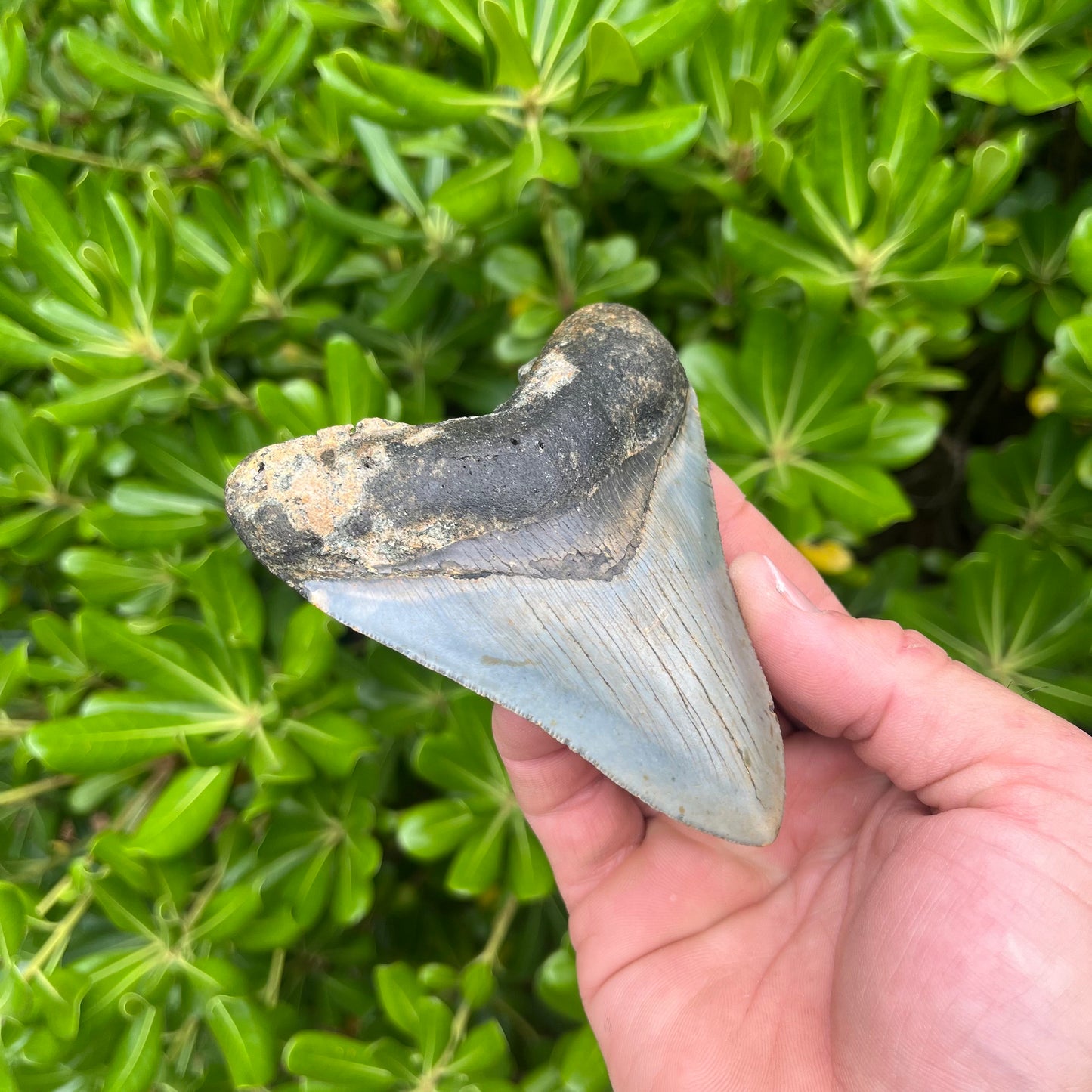 Authentic Megalodon Shark Tooth