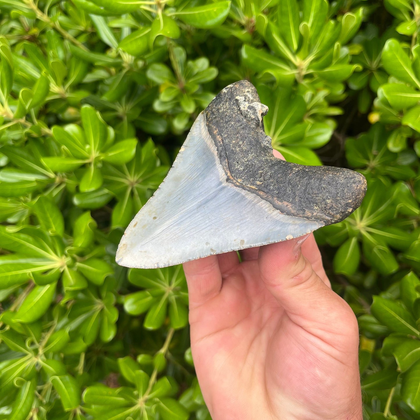 Authentic Megalodon Shark Tooth