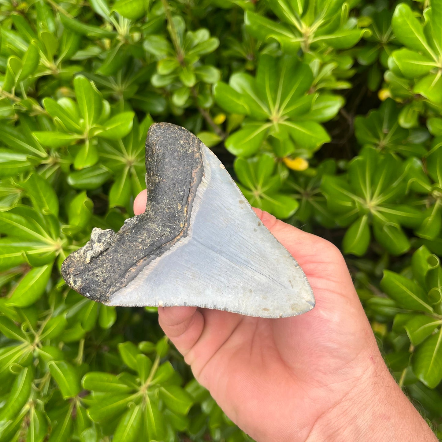 Authentic Megalodon Shark Tooth