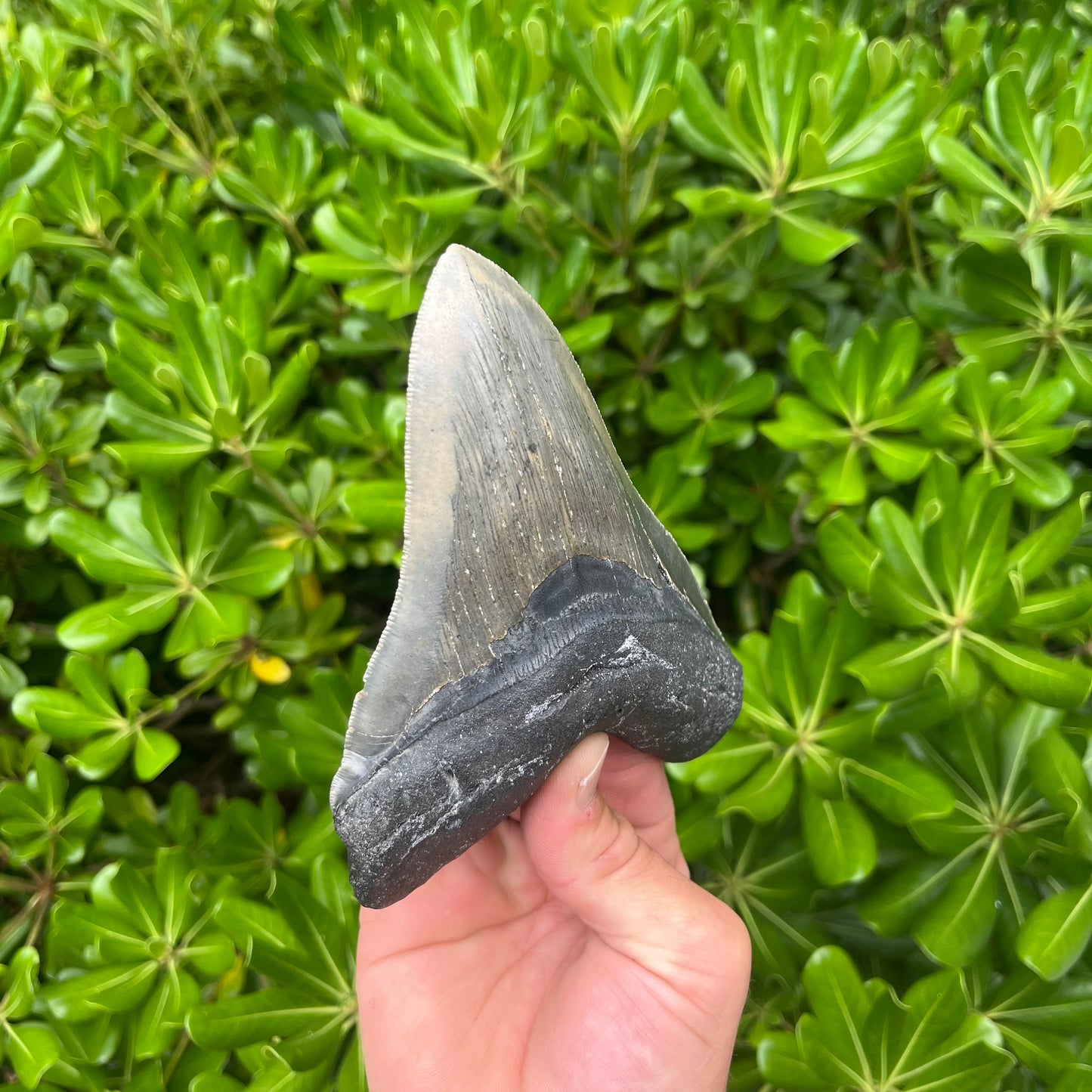 Authentic Megalodon Shark Tooth