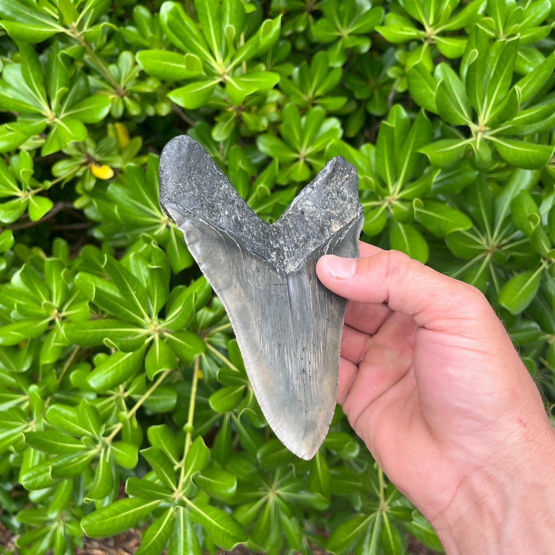 Authentic Megalodon Shark Tooth