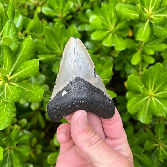 Authentic Megalodon Shark Tooth