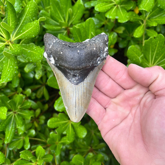 Authentic Megalodon Shark Tooth