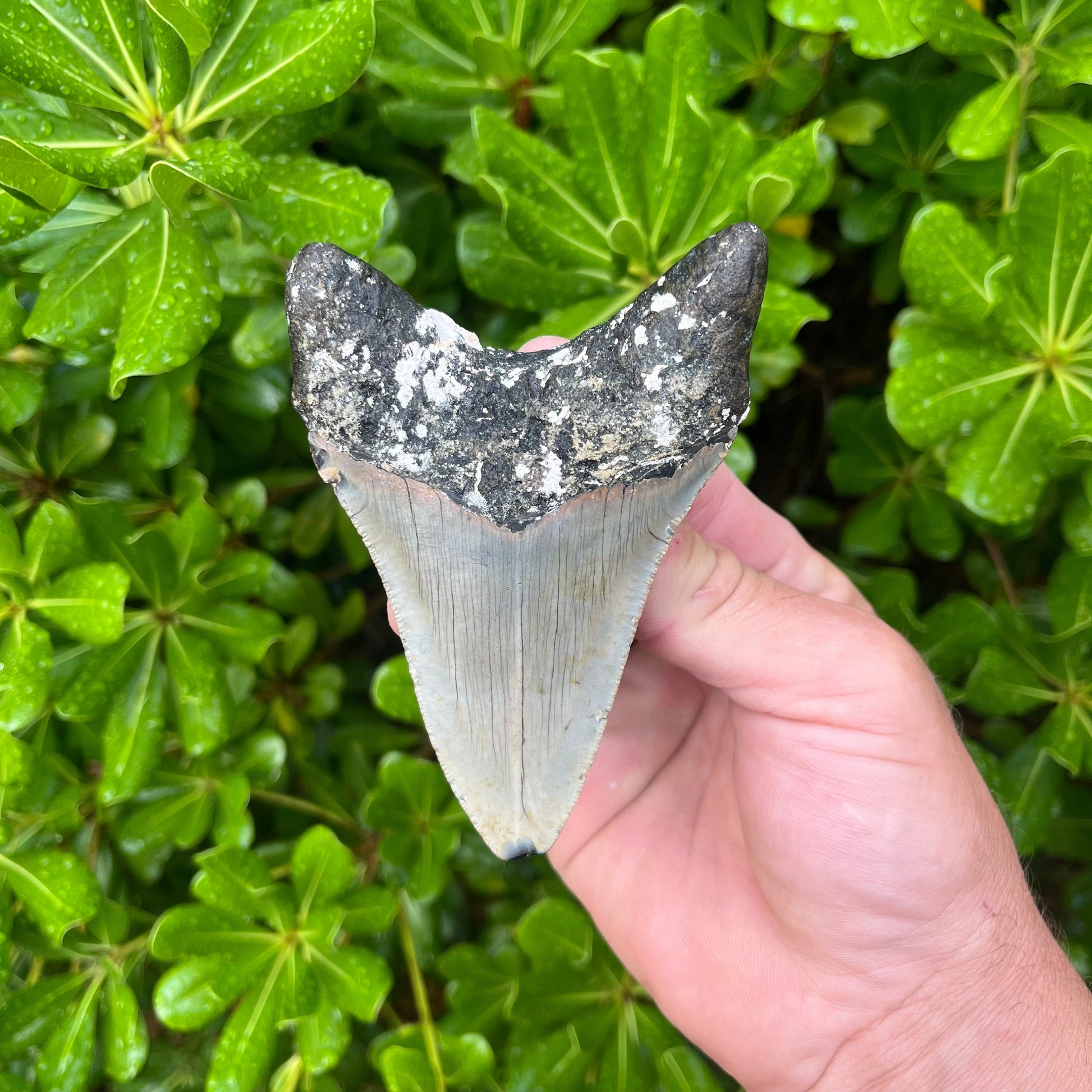 Authentic Megalodon Shark Tooth