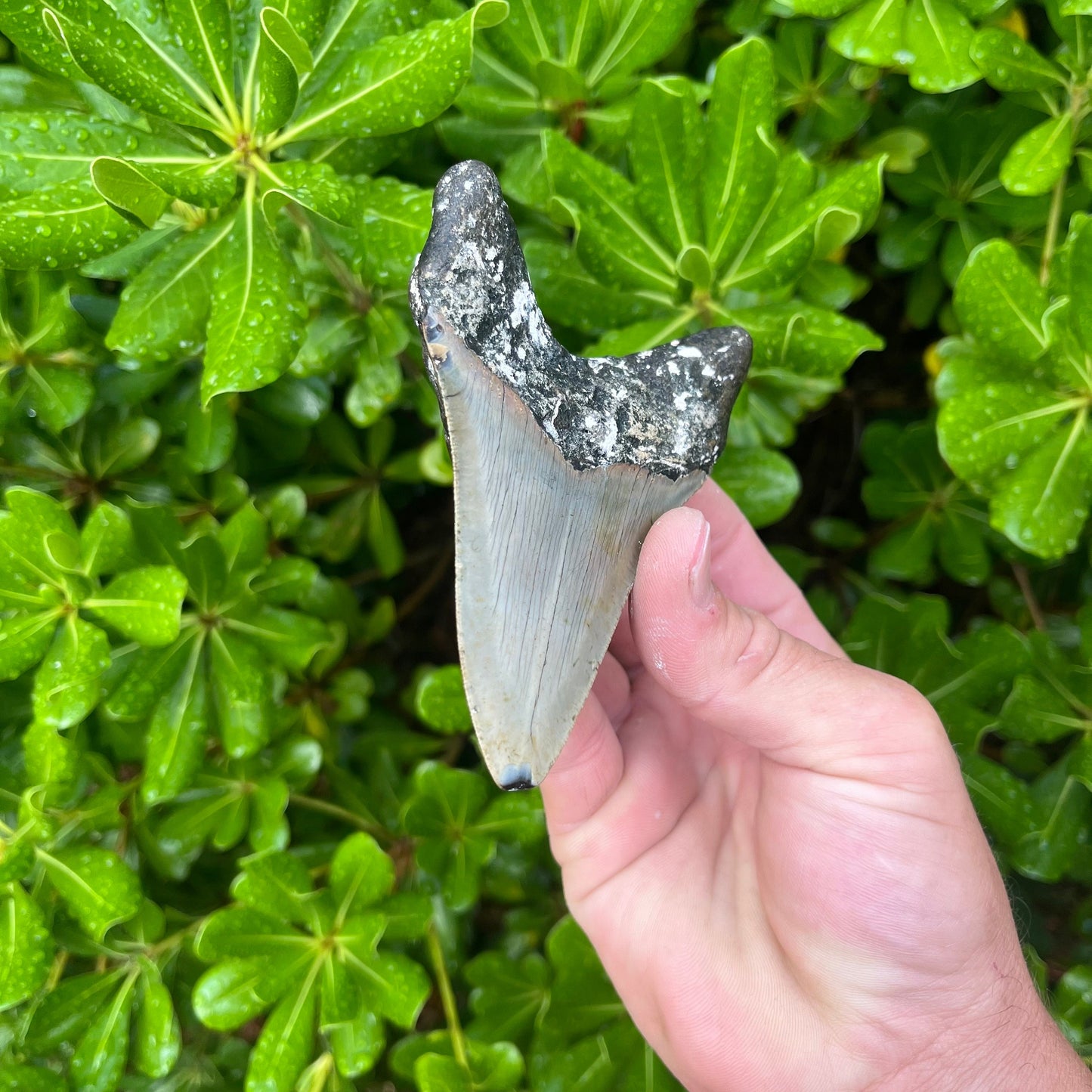 Authentic Megalodon Shark Tooth