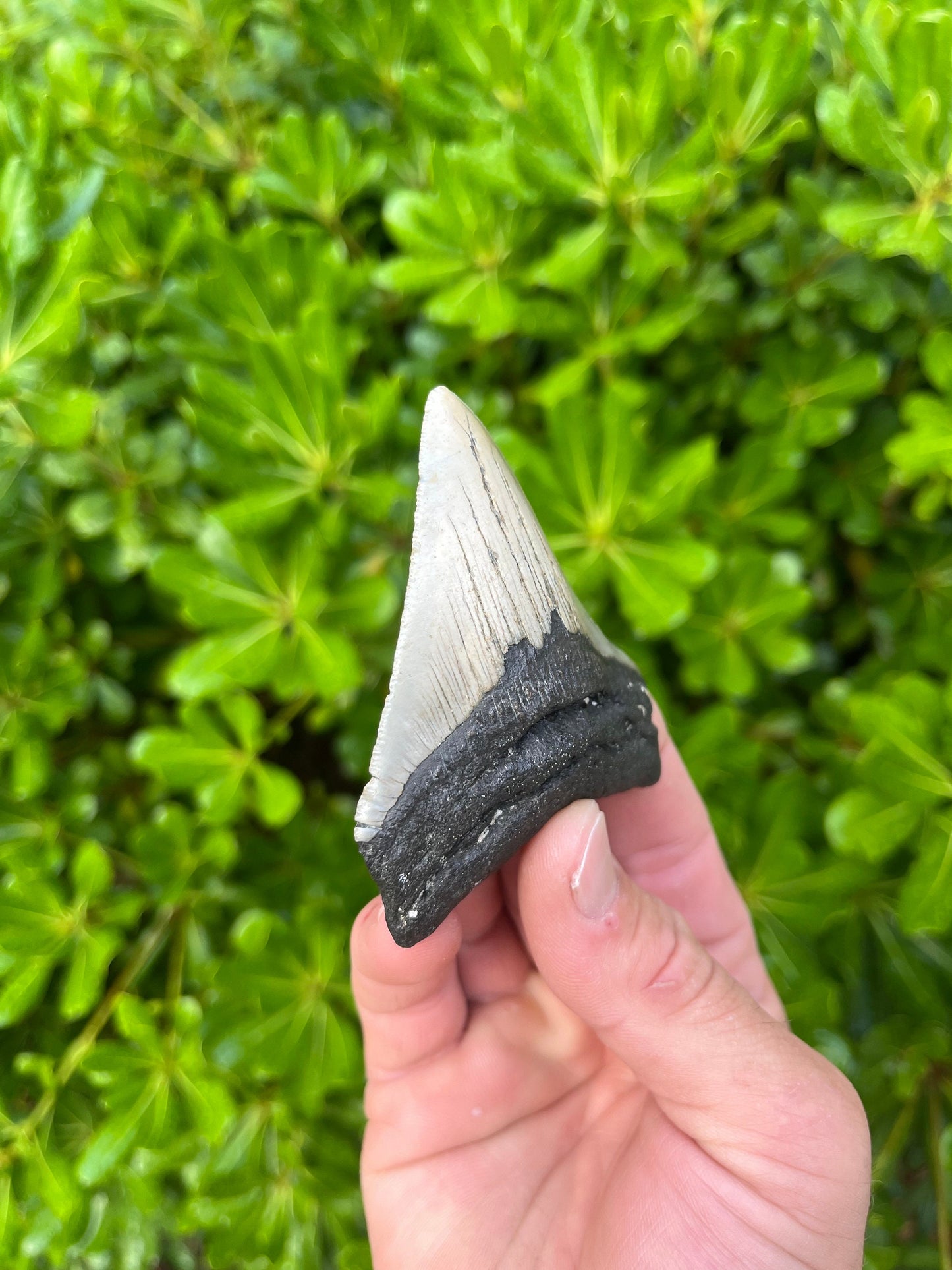 Authentic Megalodon Shark Tooth