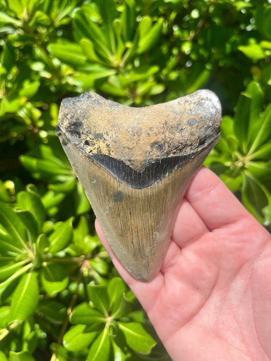 Authentic Megalodon Shark Tooth