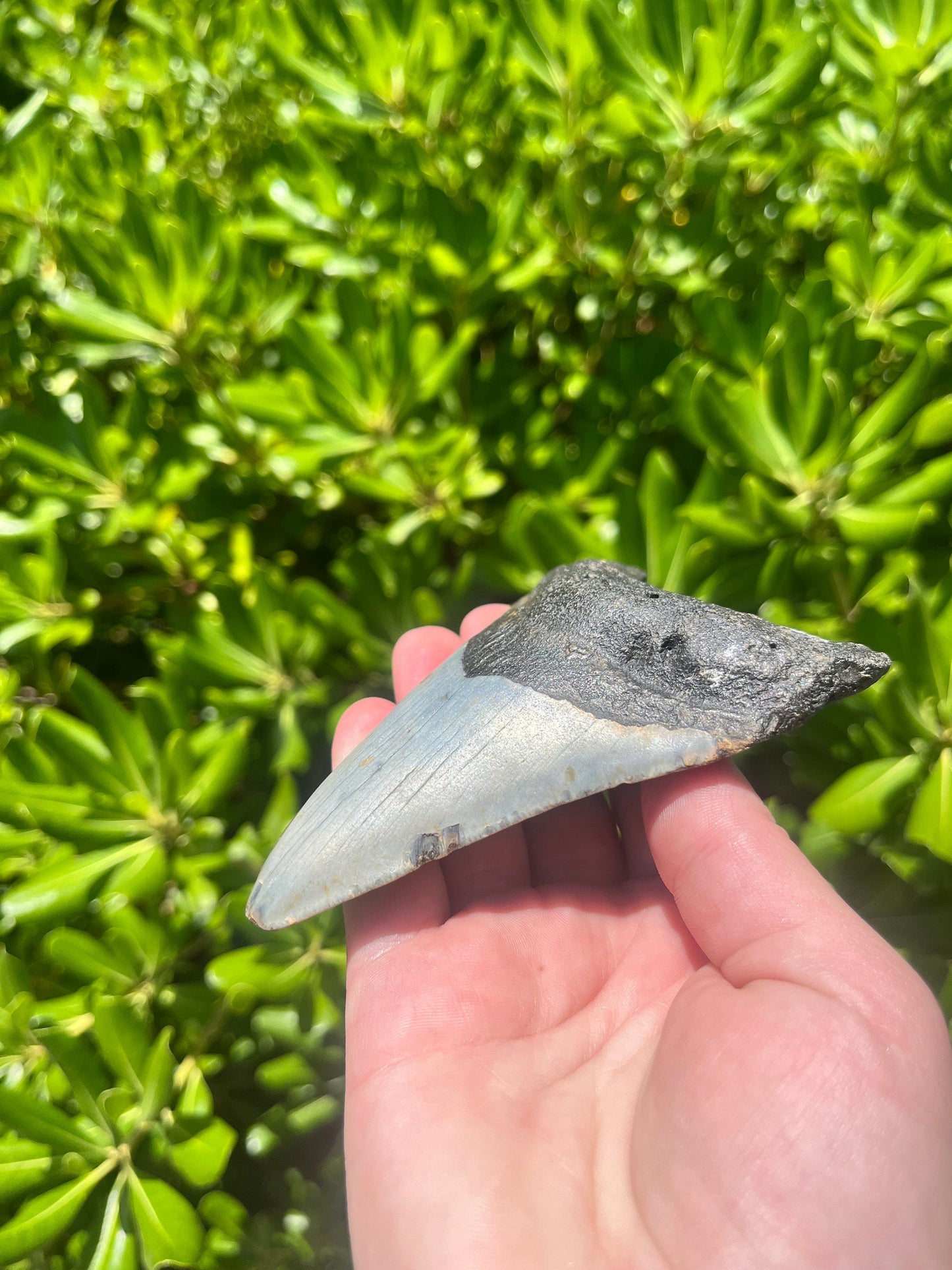 Authentic Megalodon Shark Tooth