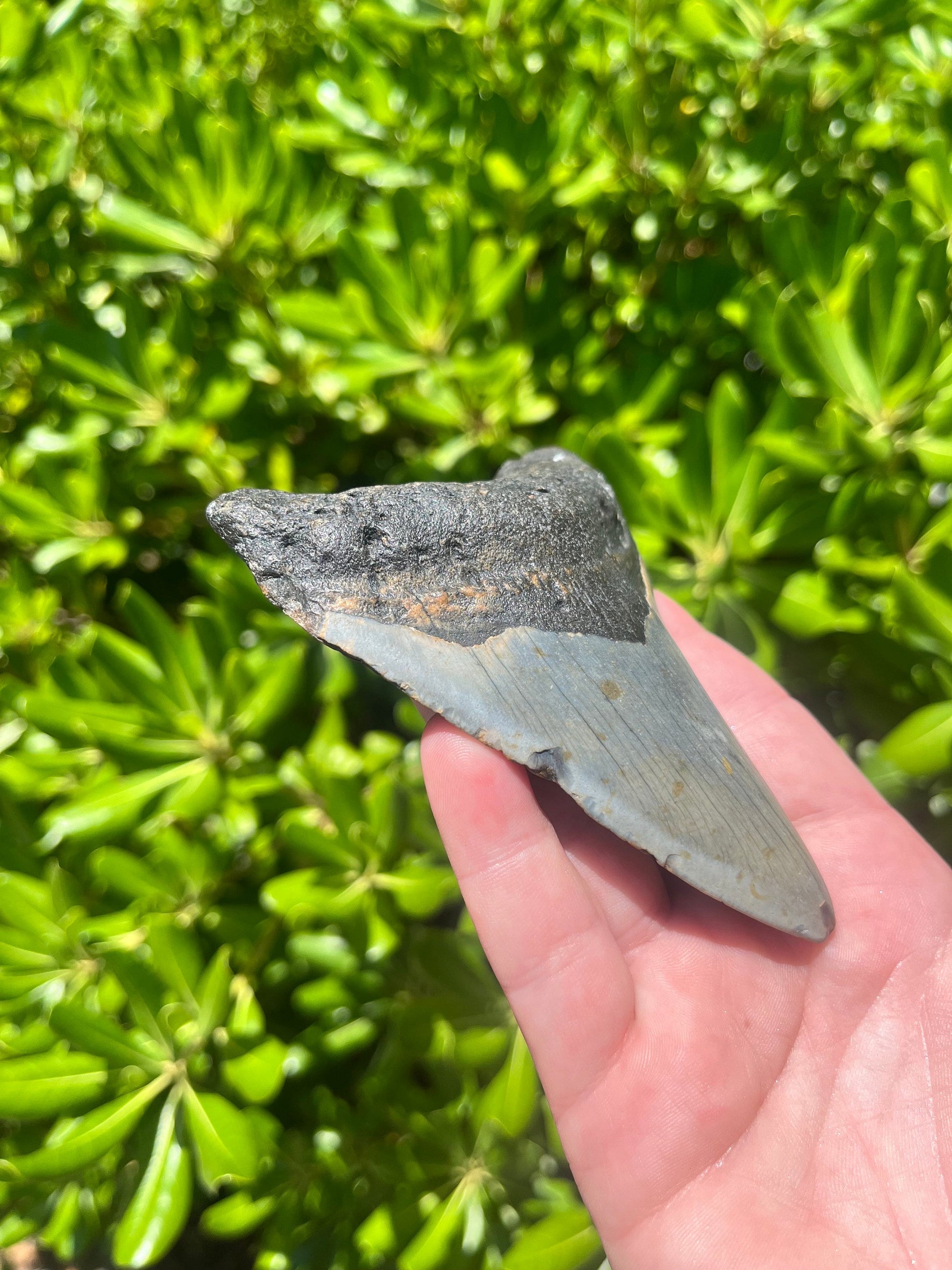 Authentic Megalodon Shark Tooth