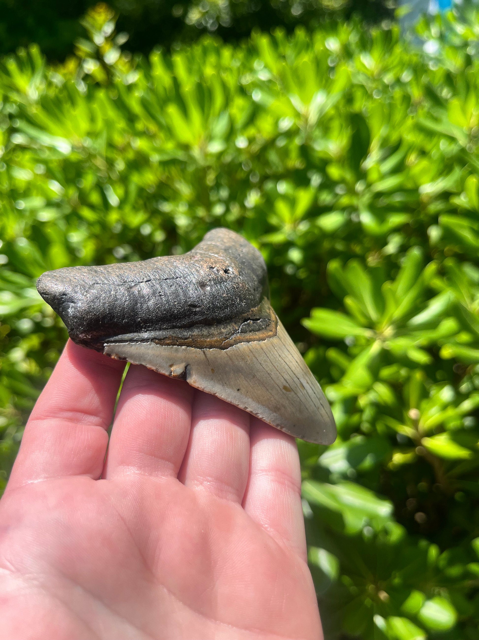 Authentic Megalodon Shark Tooth