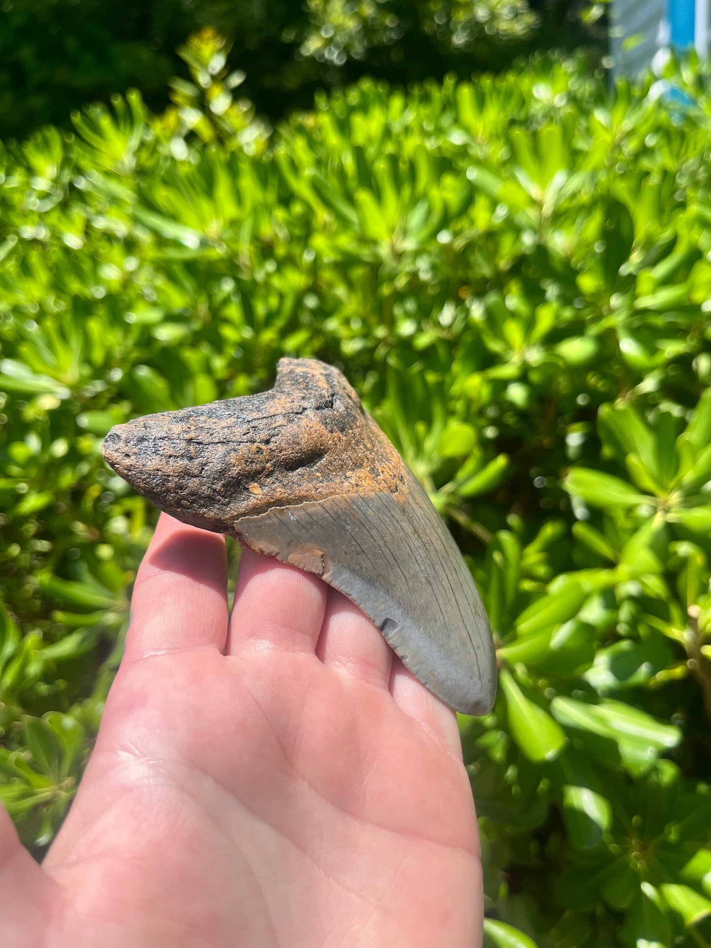 Authentic Megalodon Shark Tooth