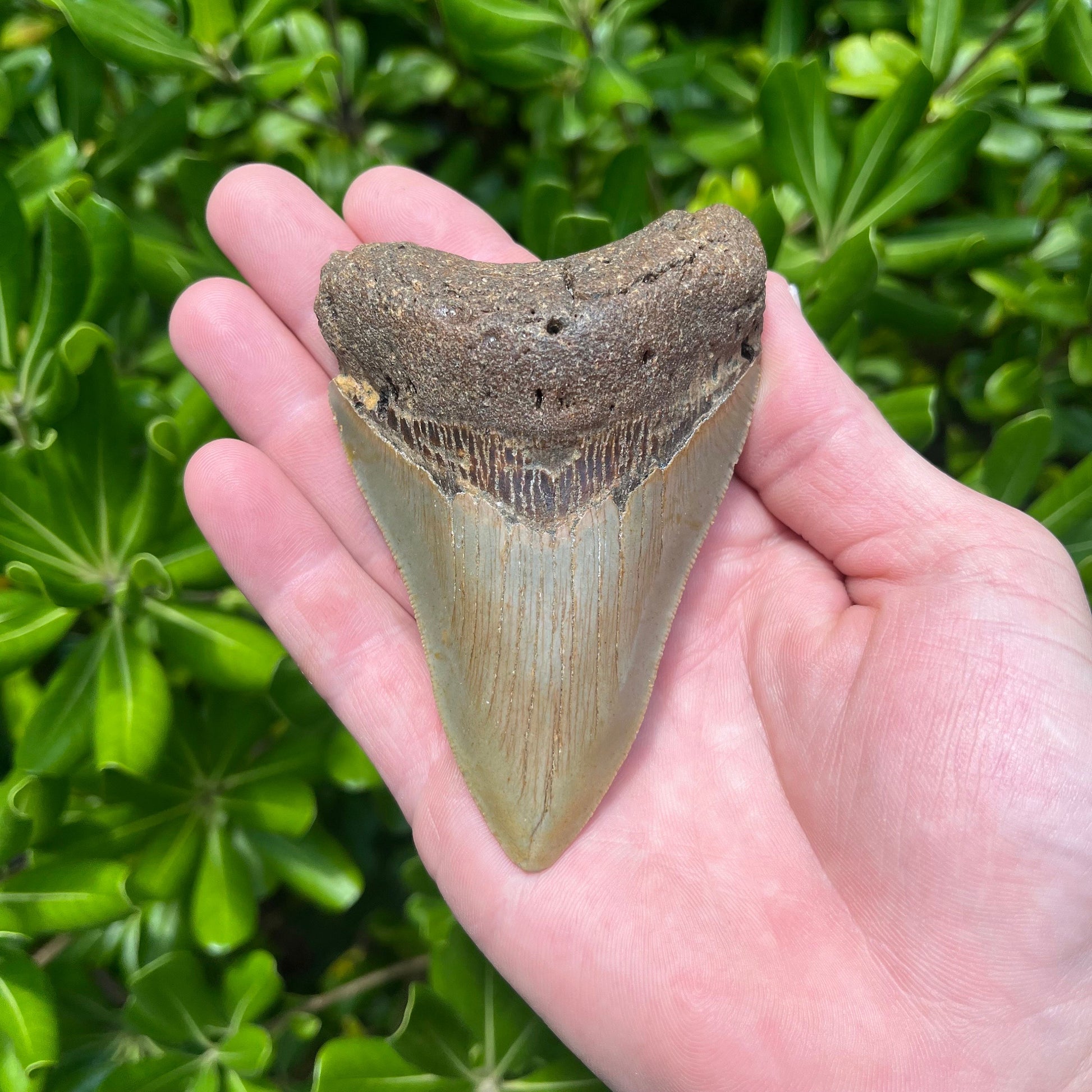 Authentic Megalodon Shark Tooth