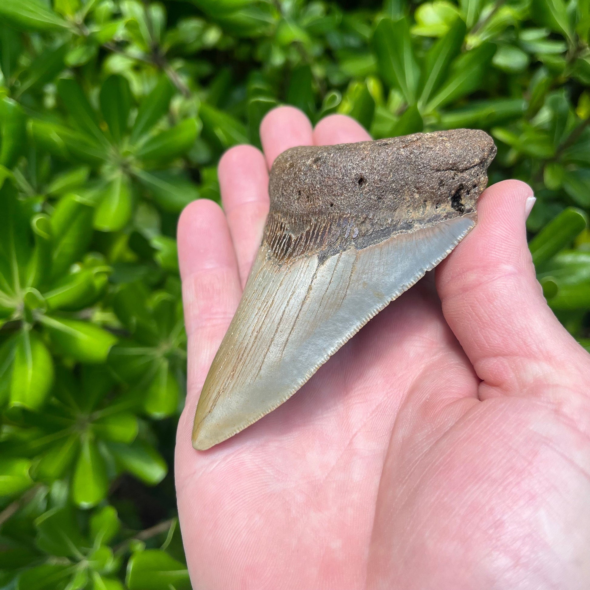 Authentic Megalodon Shark Tooth