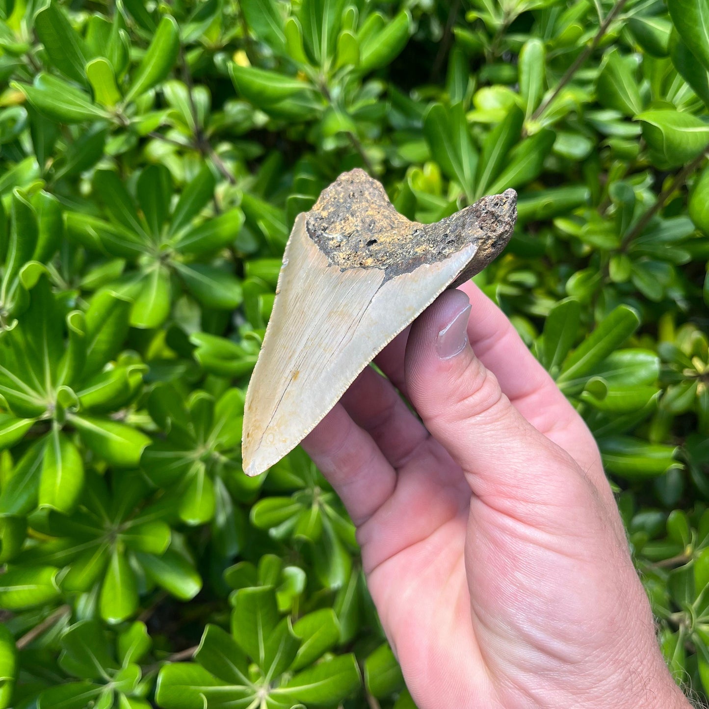 Authentic Megalodon Shark Tooth