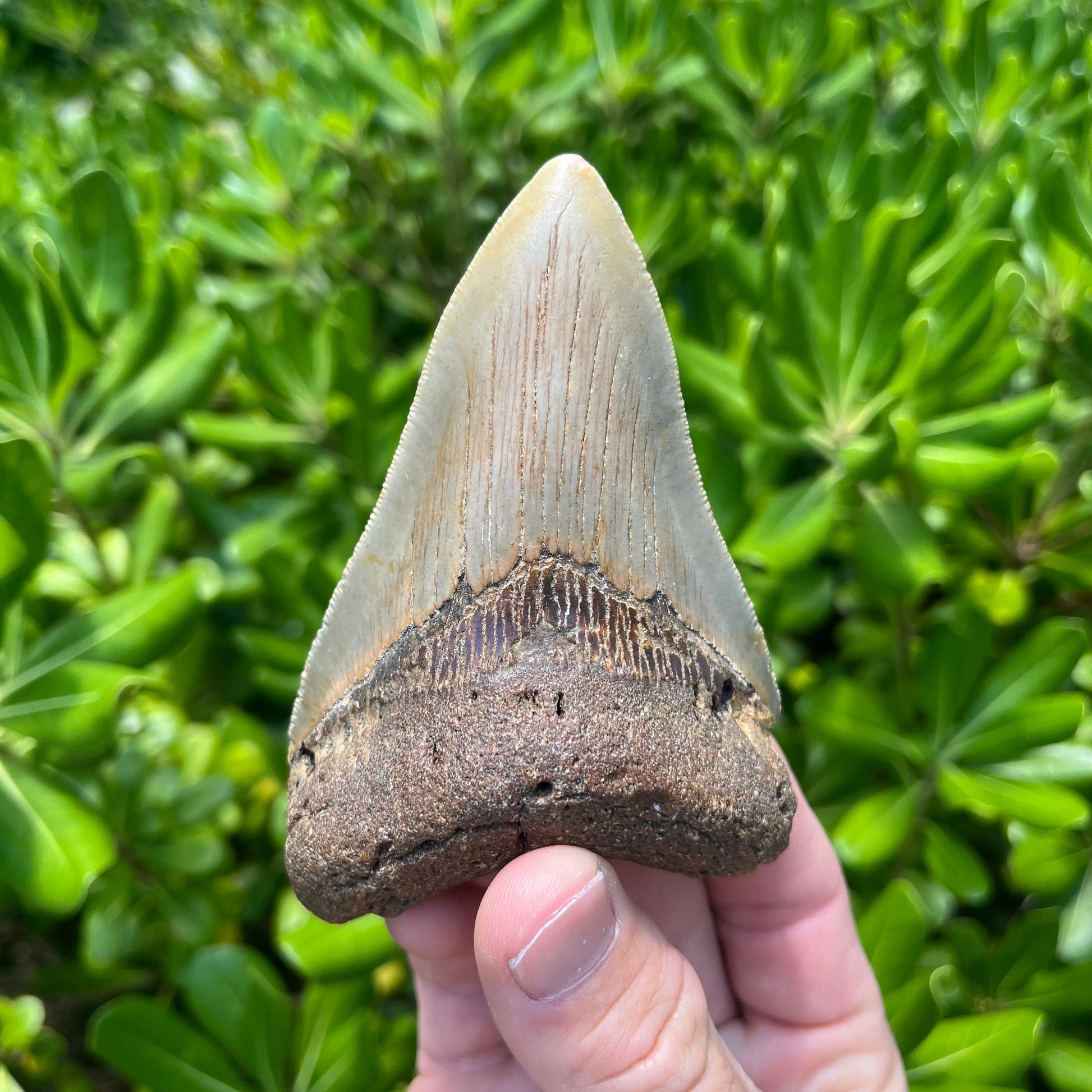 Authentic Megalodon Shark Tooth