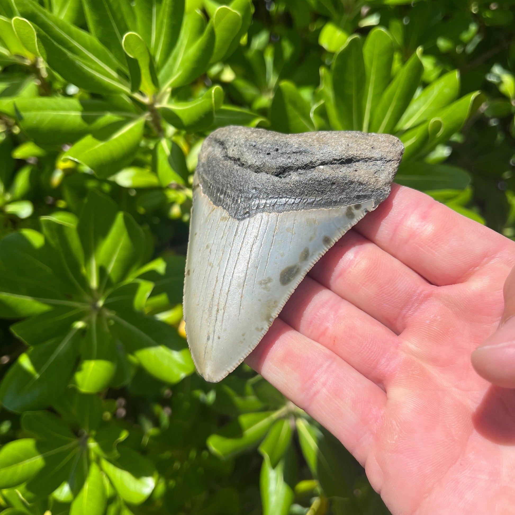 Authentic Megalodon Shark Tooth