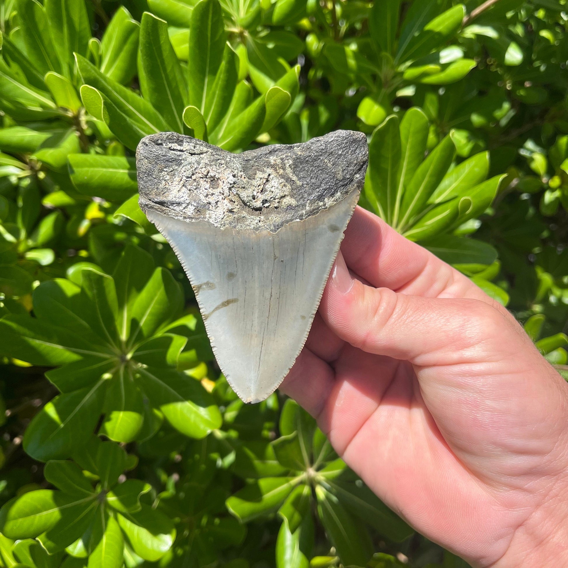 Authentic Megalodon Shark Tooth