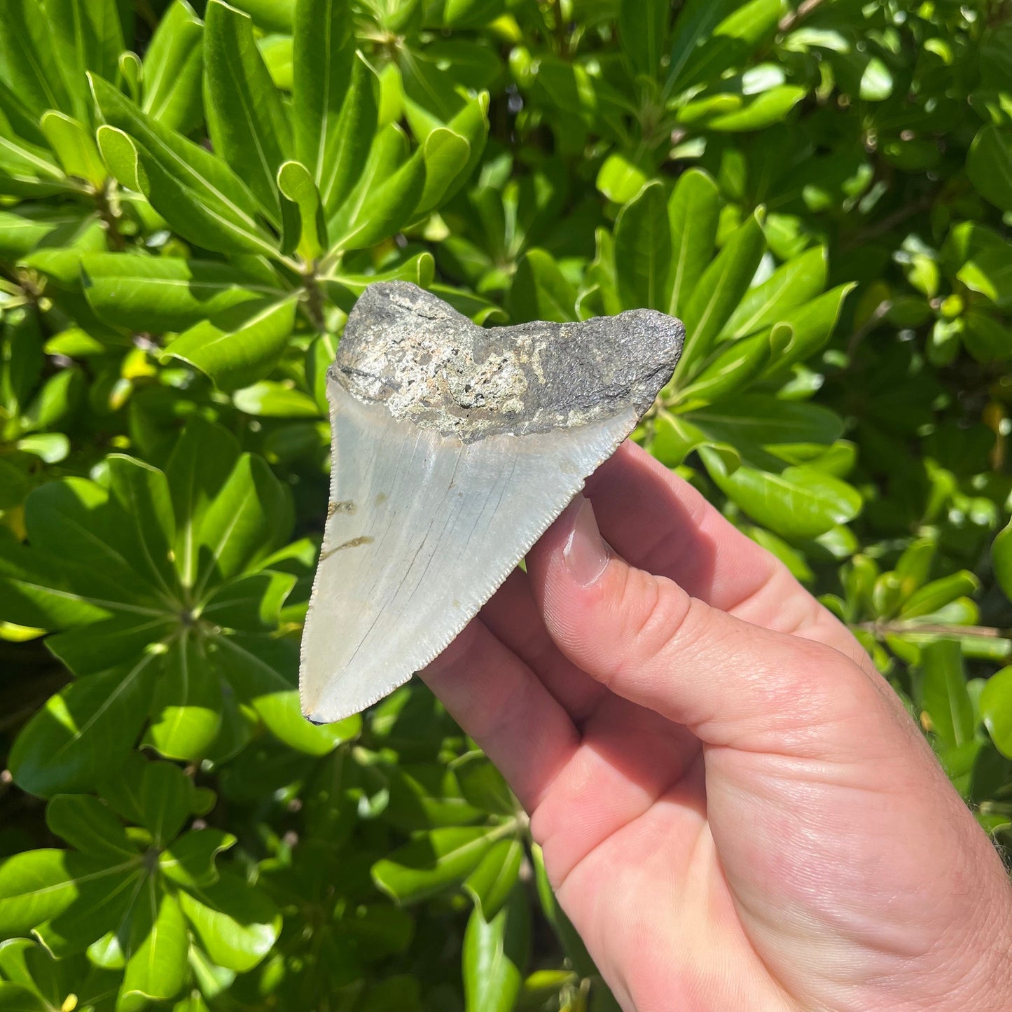 Authentic Megalodon Shark Tooth