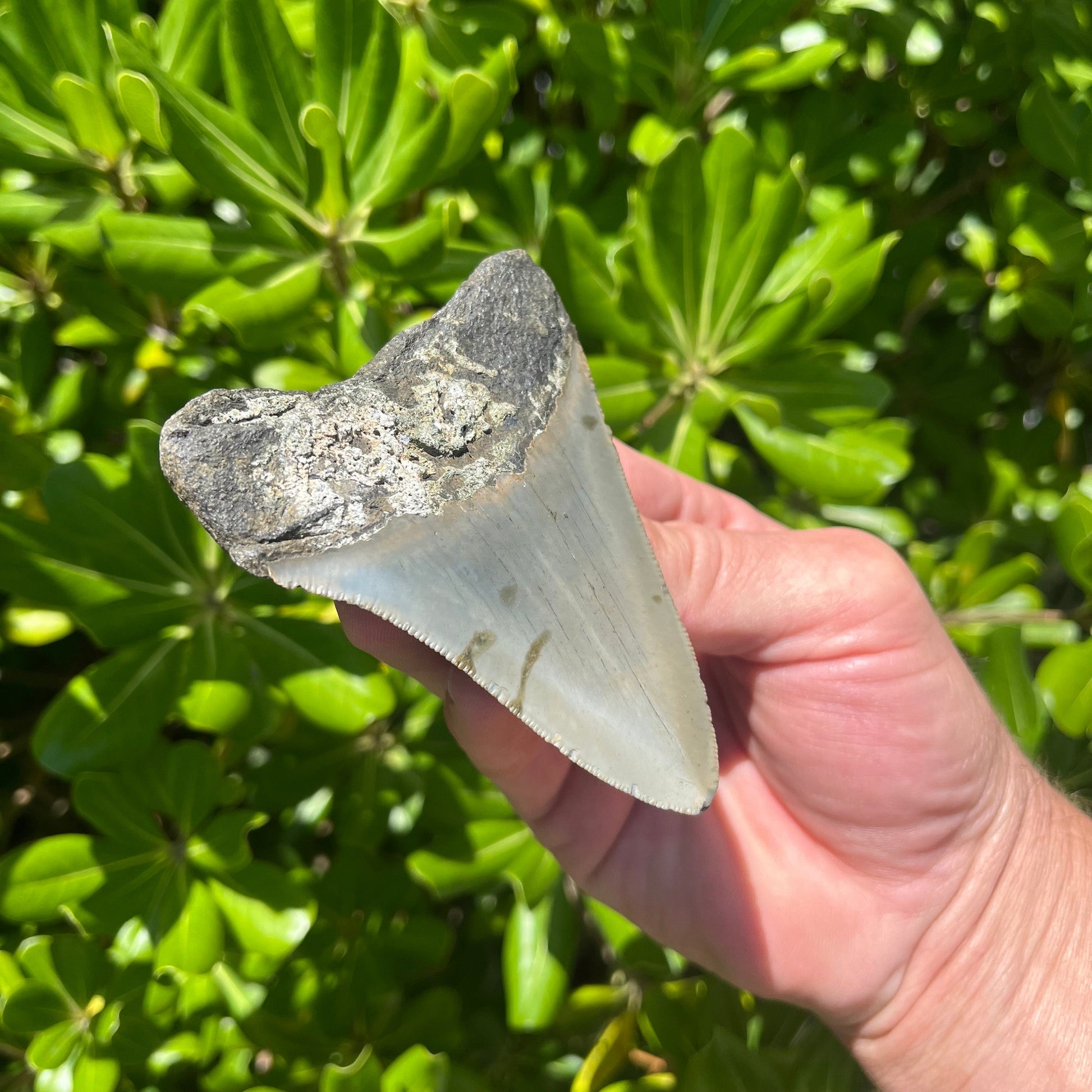 Authentic Megalodon Shark Tooth