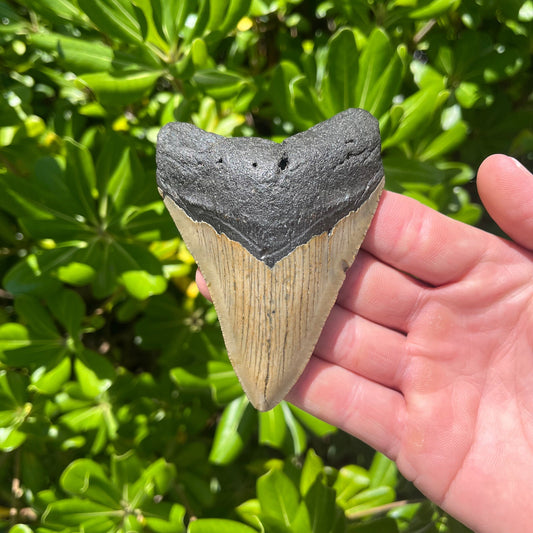 Authentic Megalodon Shark Tooth