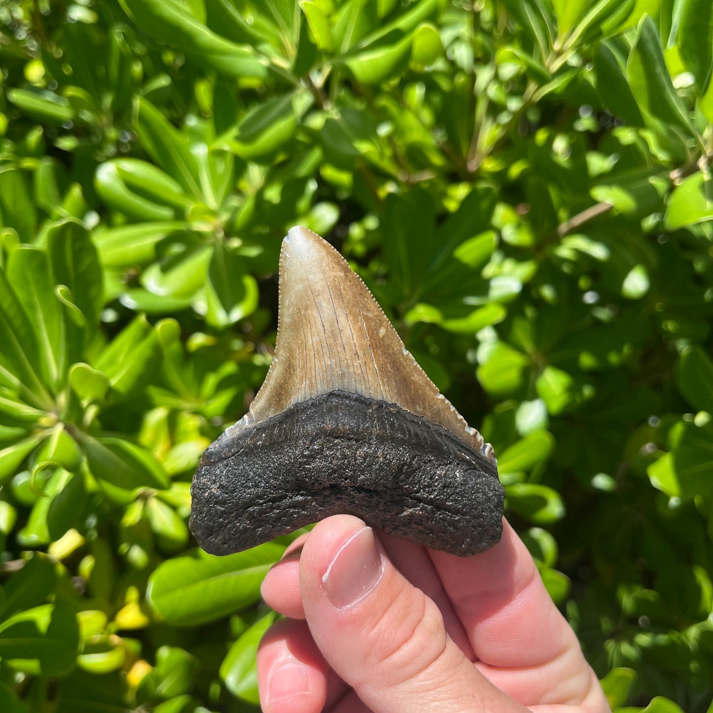 Authentic Chubutensis Shark Tooth | 1.7” x 1.4” NC Fossil