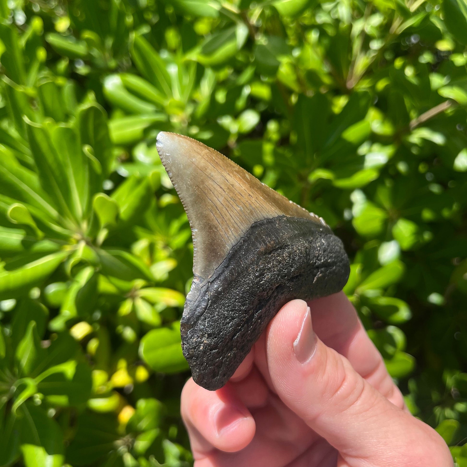 Authentic Chubutensis Shark Tooth | 1.7” x 1.4” NC Fossil