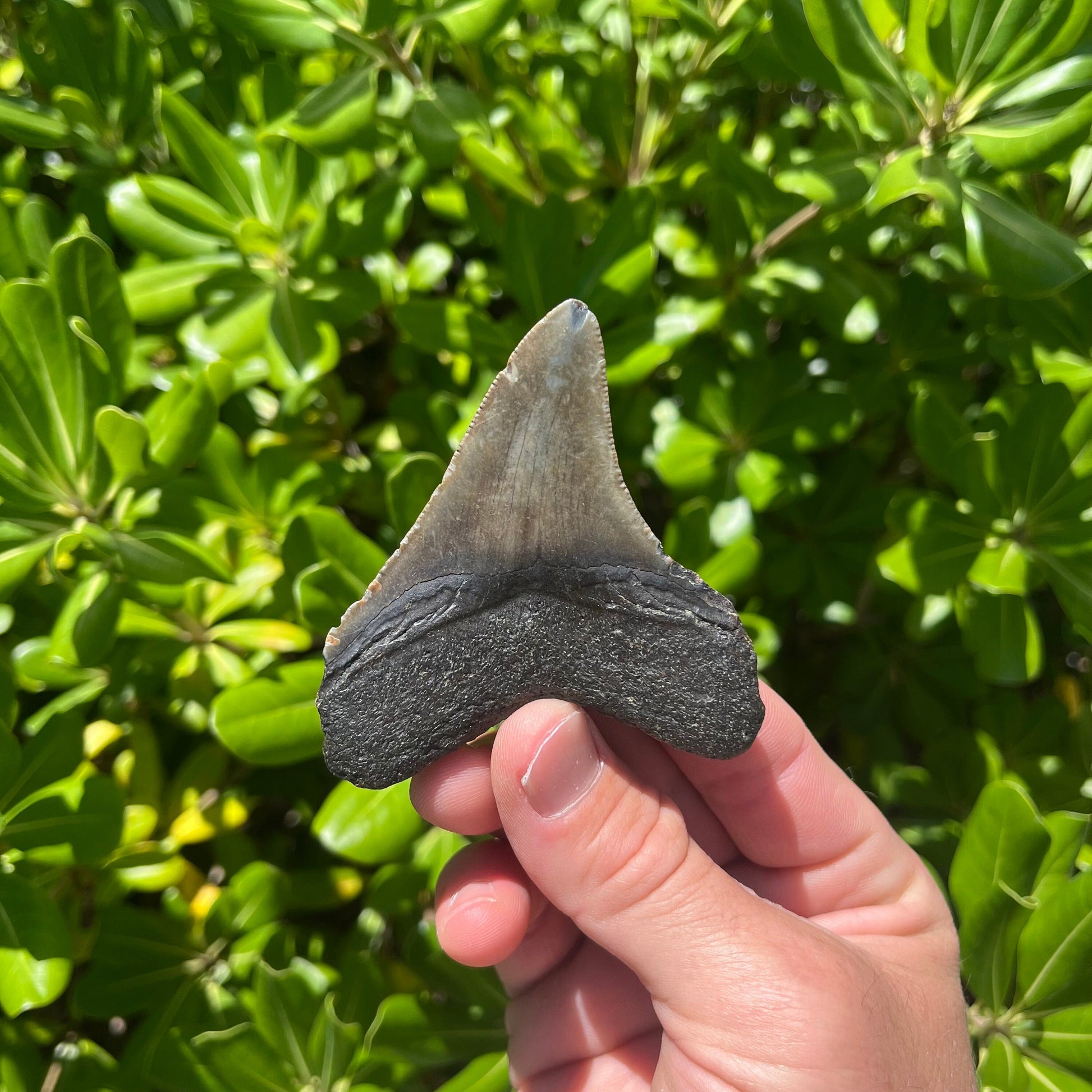 Authentic Chubutensis Shark Tooth | 1.7” x 1.4” NC Fossil