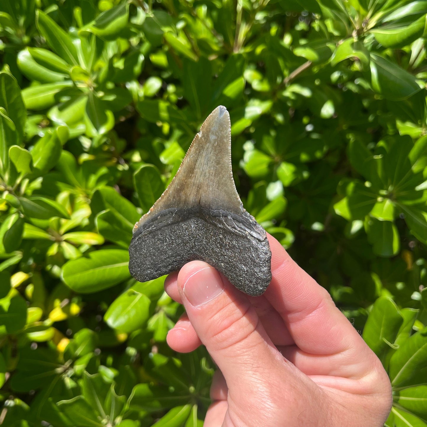 Authentic Chubutensis Shark Tooth | 1.7” x 1.4” NC Fossil