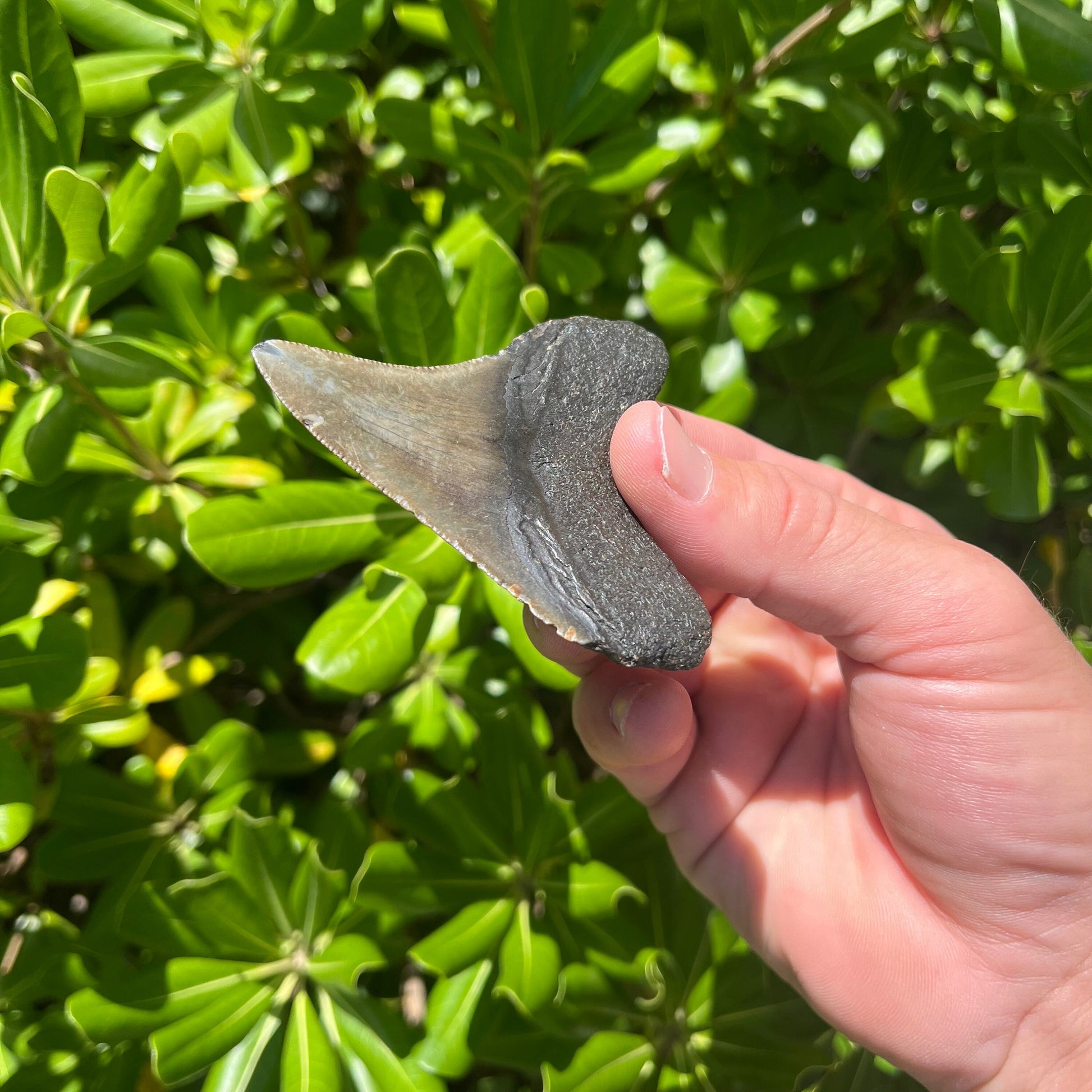 Authentic Chubutensis Shark Tooth | 1.7” x 1.4” NC Fossil