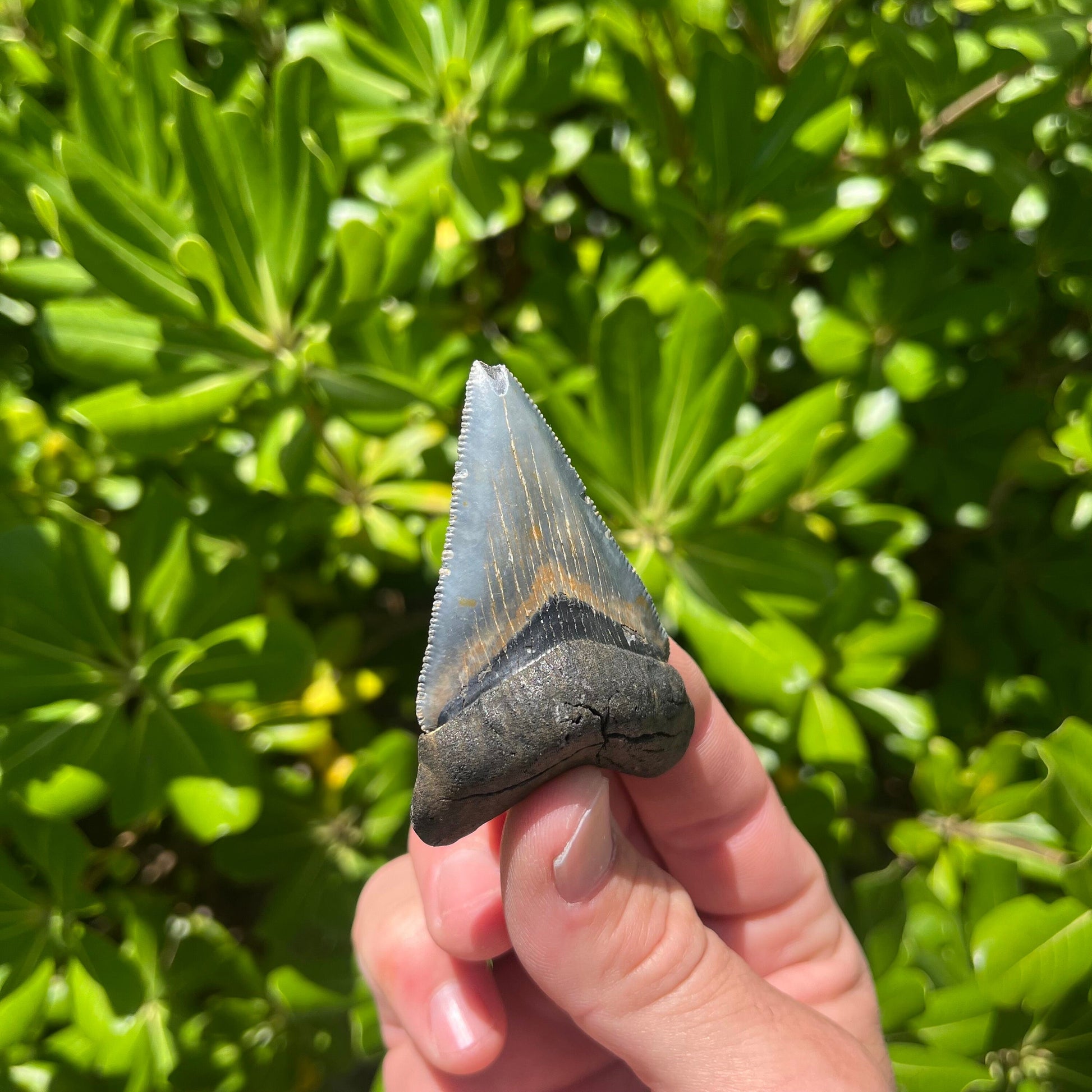 Authentic Chubutensis Shark Tooth | 2.53” x 1.76” NC Fossil