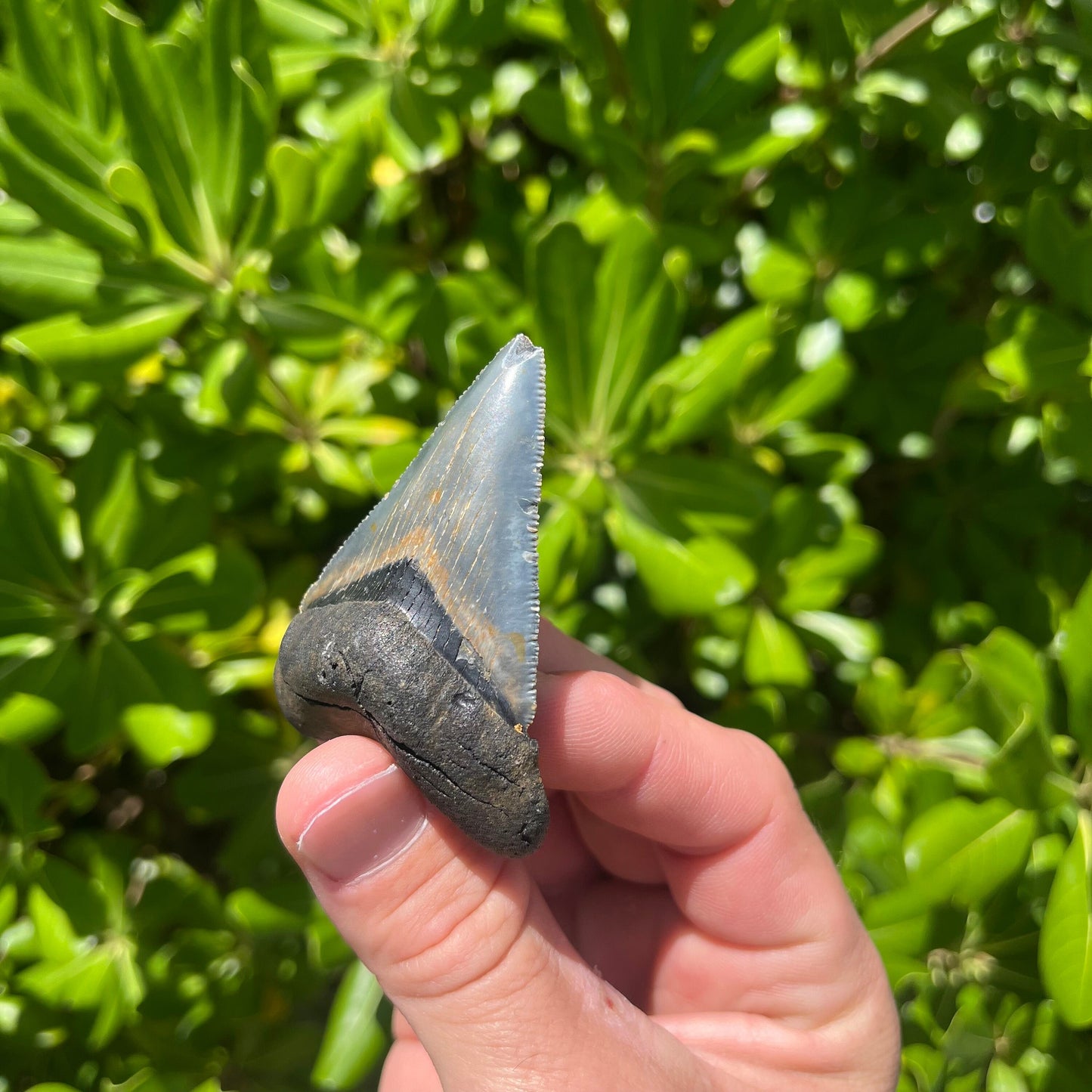 Authentic Chubutensis Shark Tooth | 2.53” x 1.76” NC Fossil