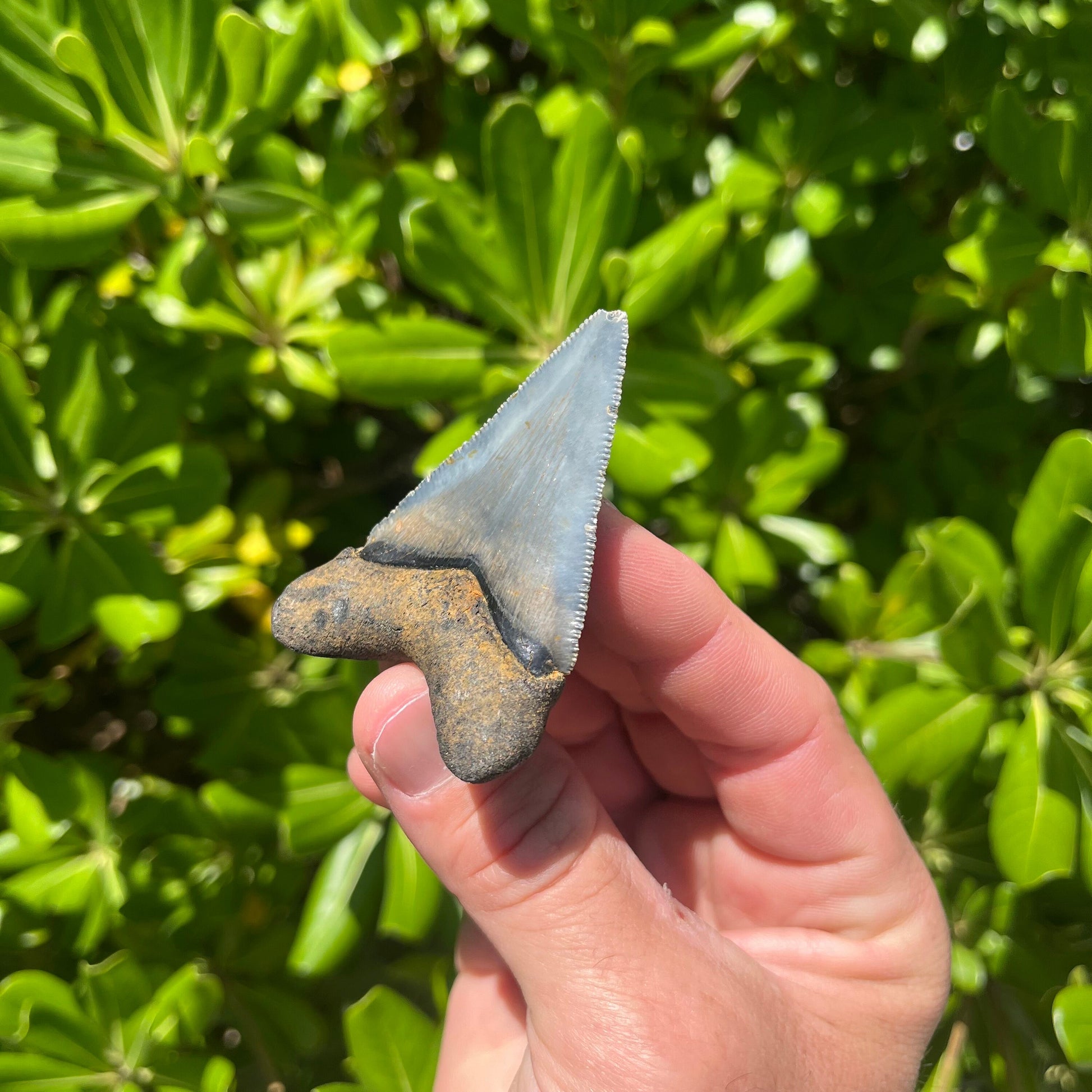 Authentic Chubutensis Shark Tooth | 2.53” x 1.76” NC Fossil