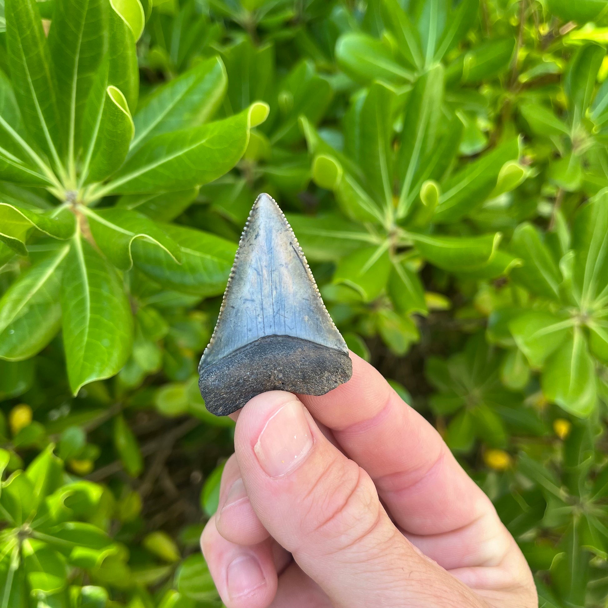 Authentic Great White Shark Tooth!