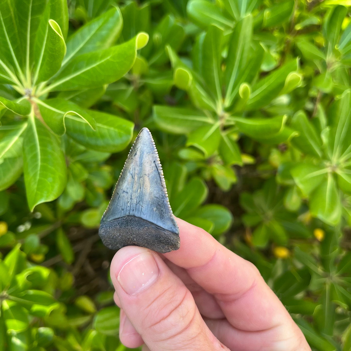 Authentic Great White Shark Tooth!