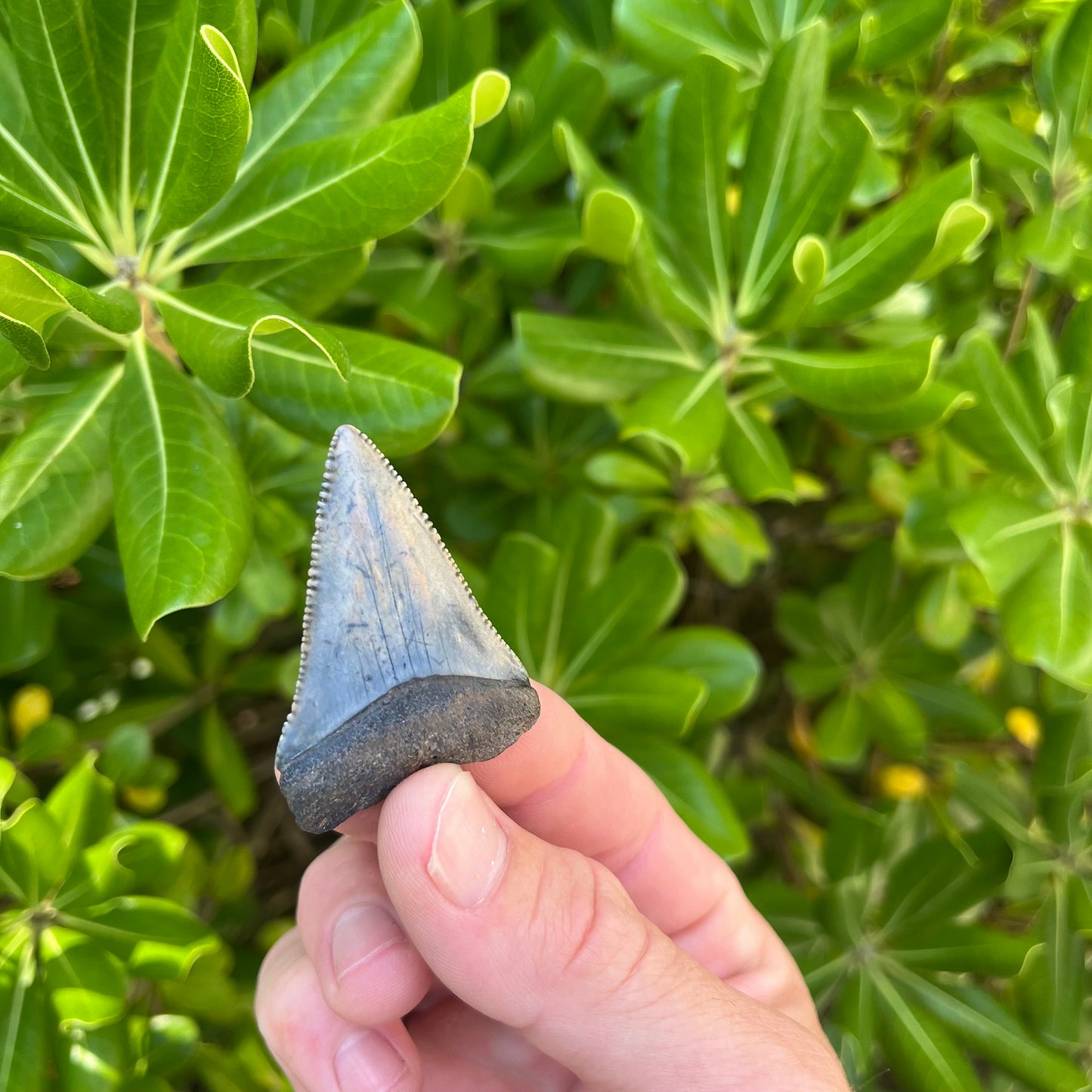 Authentic Great White Shark Tooth!