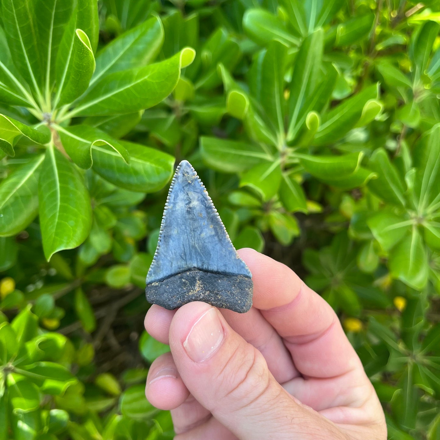 Authentic Great White Shark Tooth!