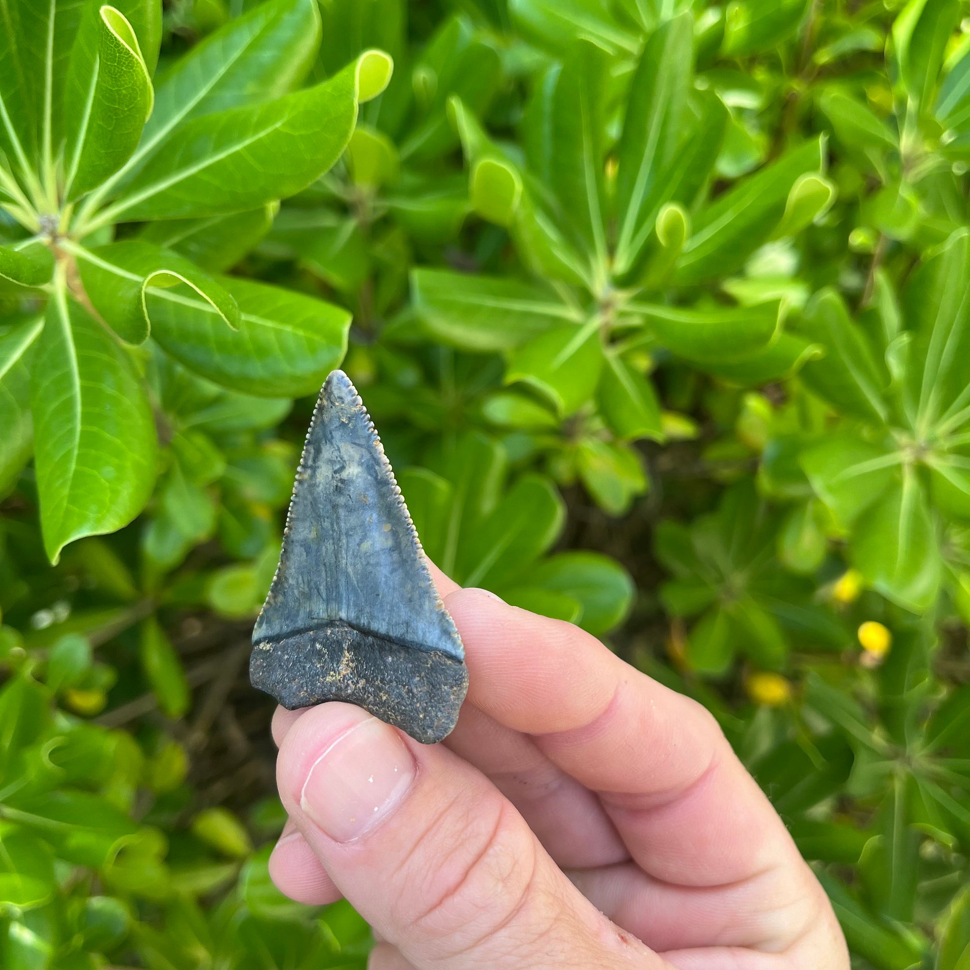 Authentic Great White Shark Tooth!